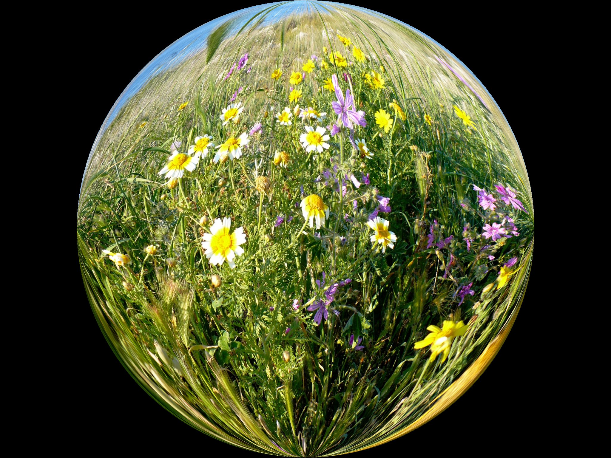 Nostalgia.The spring that will come