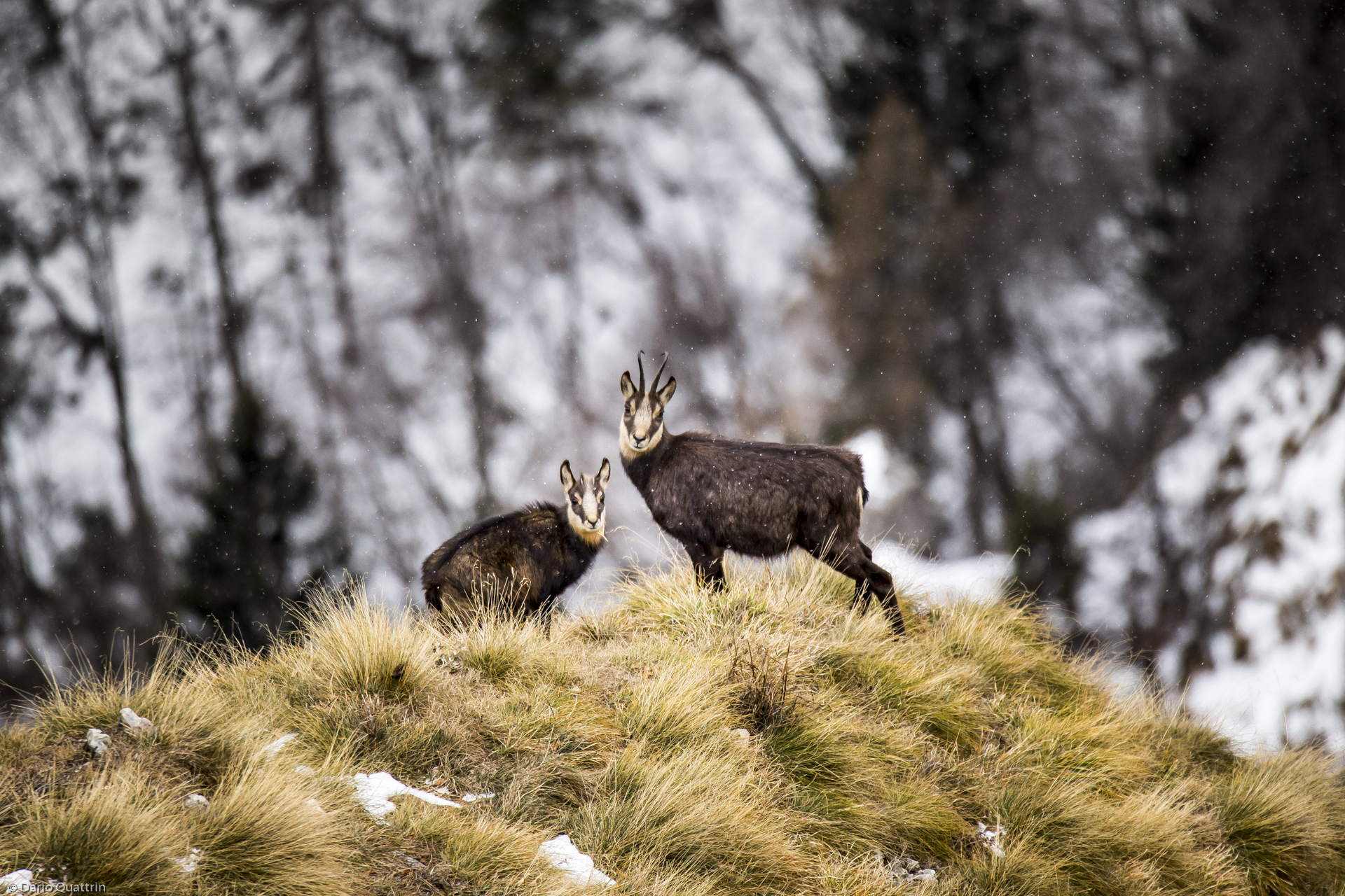camosci sotto la neve