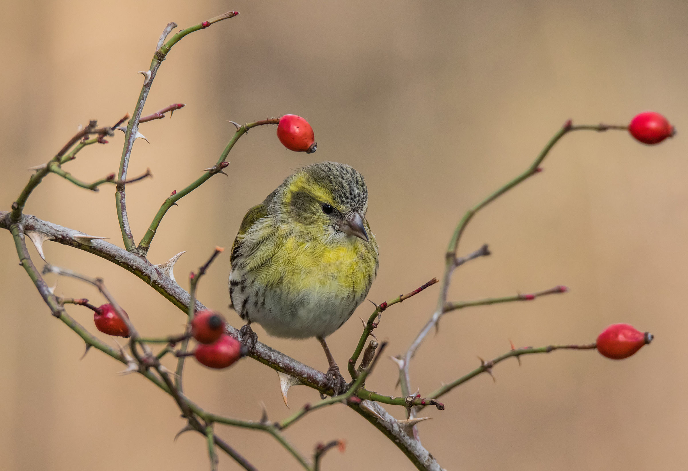 Un altro Lucherino tra spine e bacche
