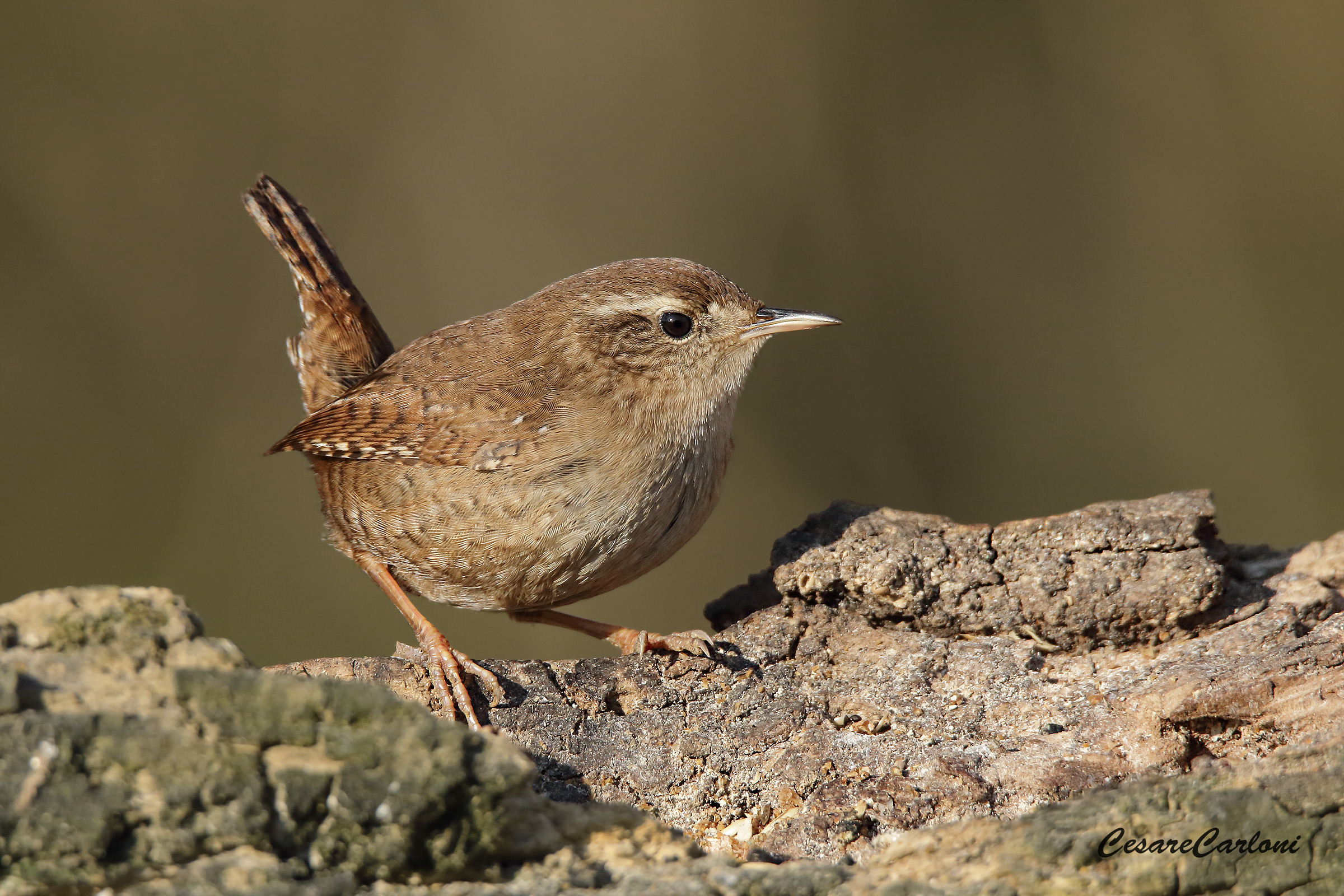 wren