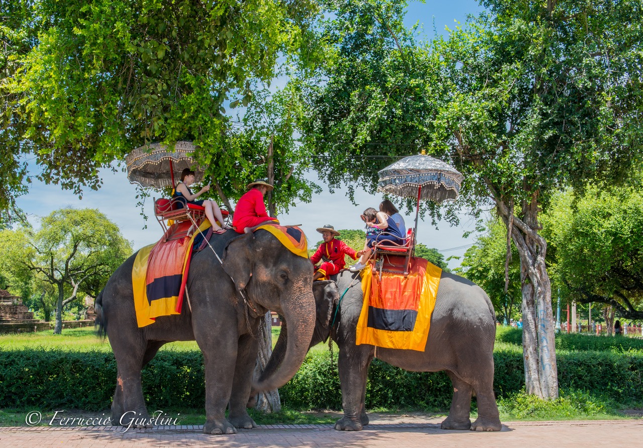 Elephants in Thailand