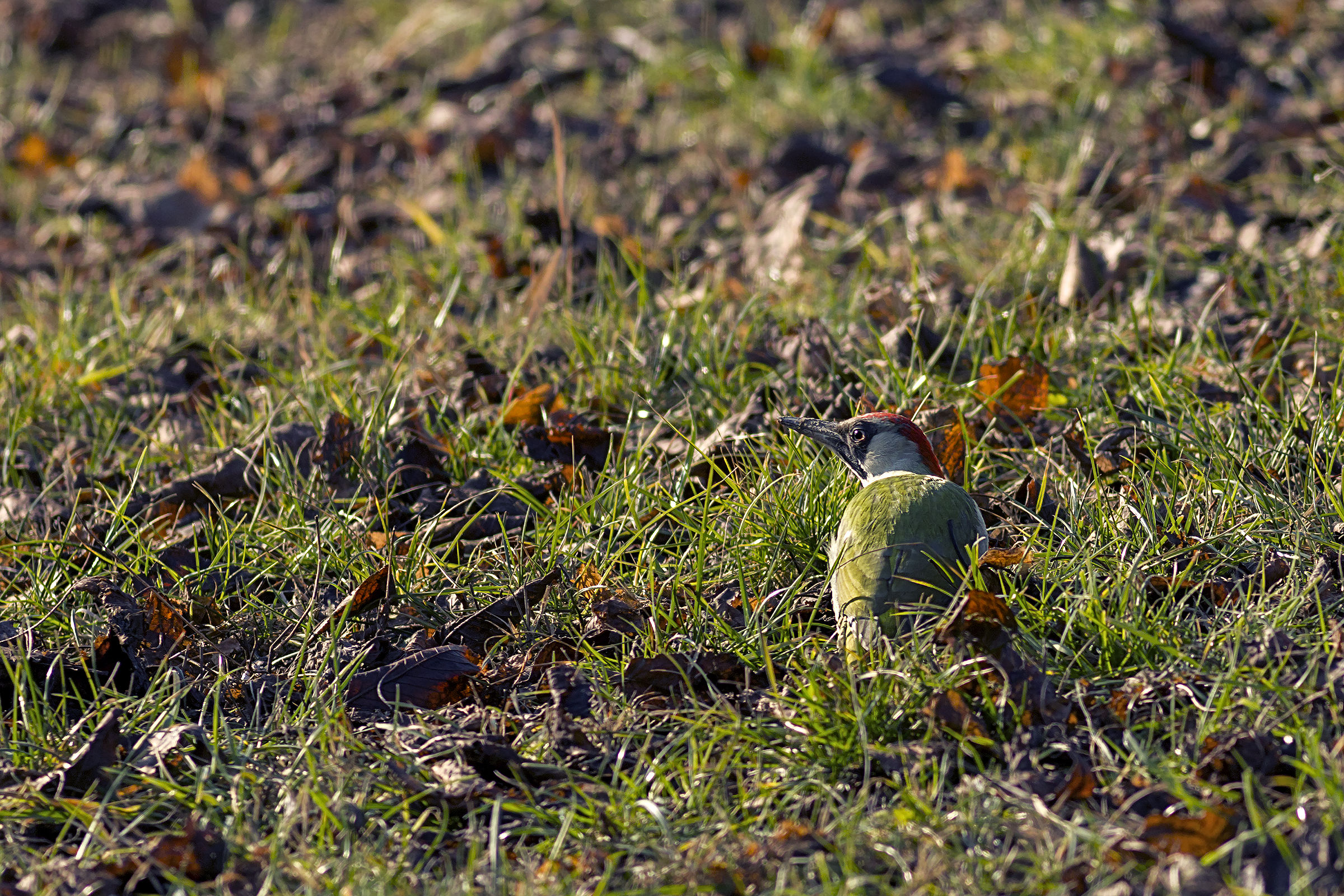 Picchio verde femmina