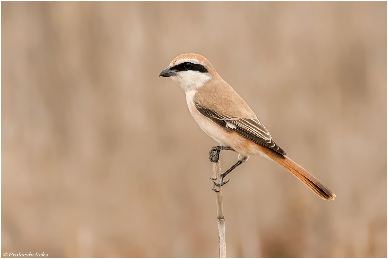 Turkestan Shrike