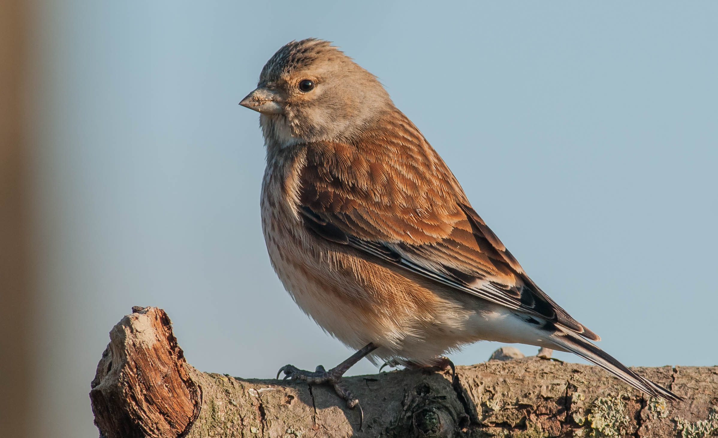 linnet