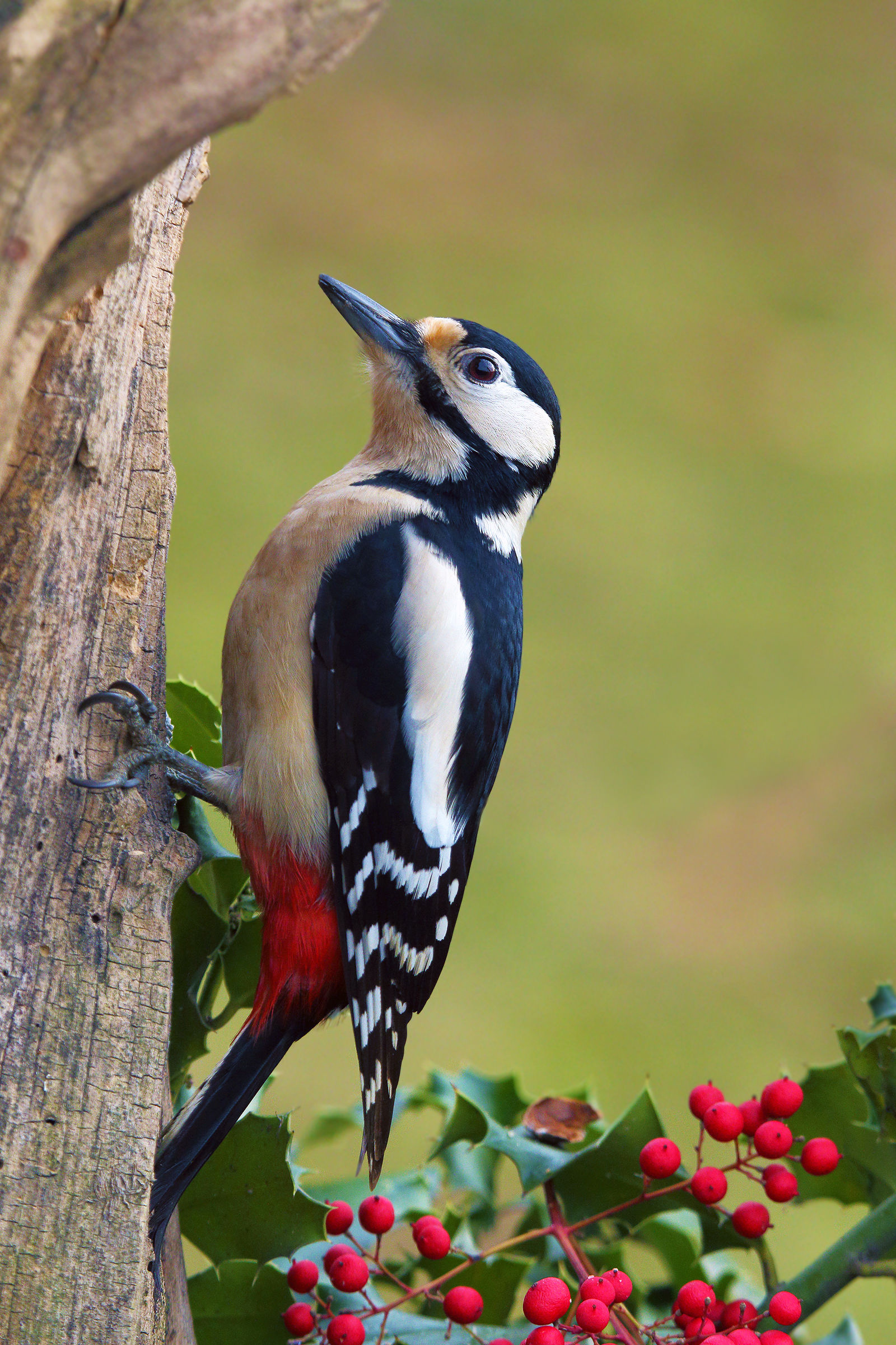 modification woodpecker fem.