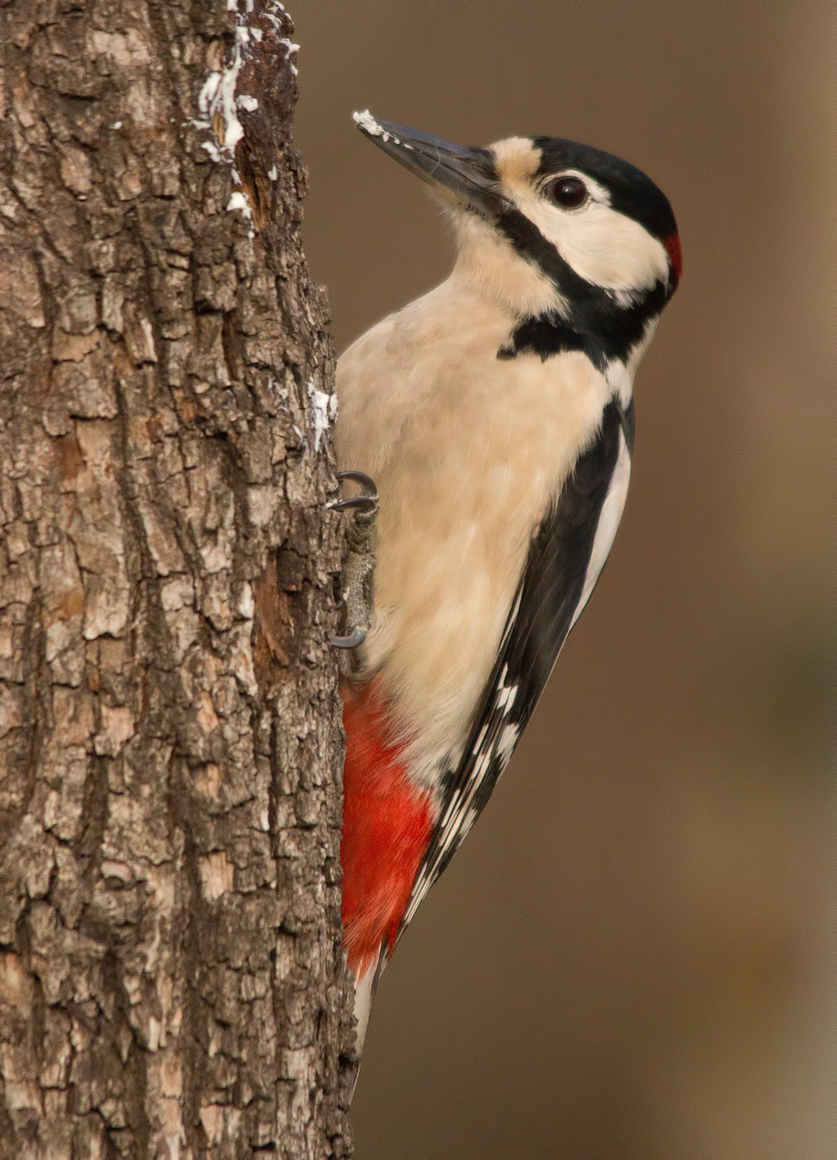 Red woodpecker