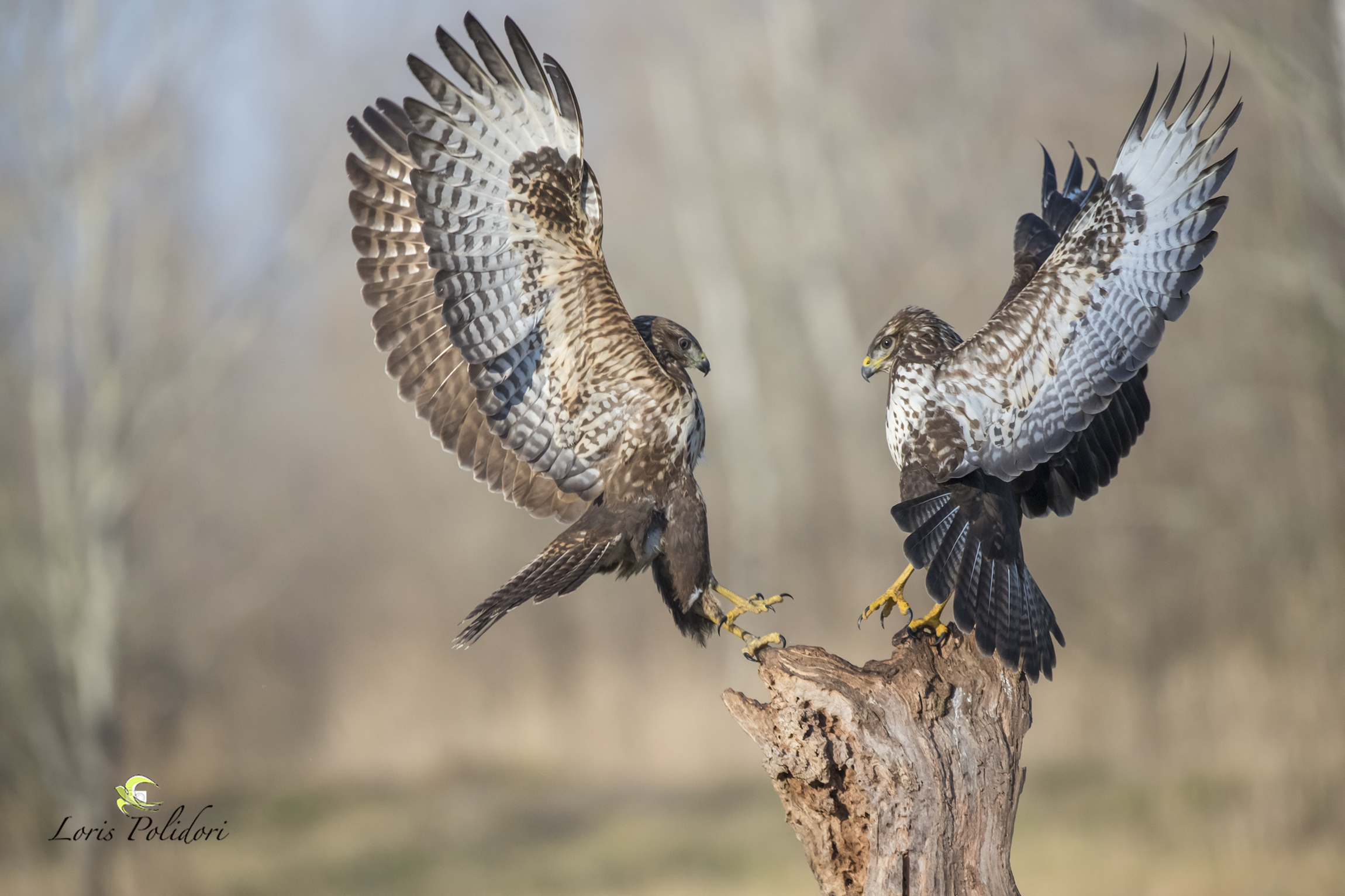 Fight between buzzards