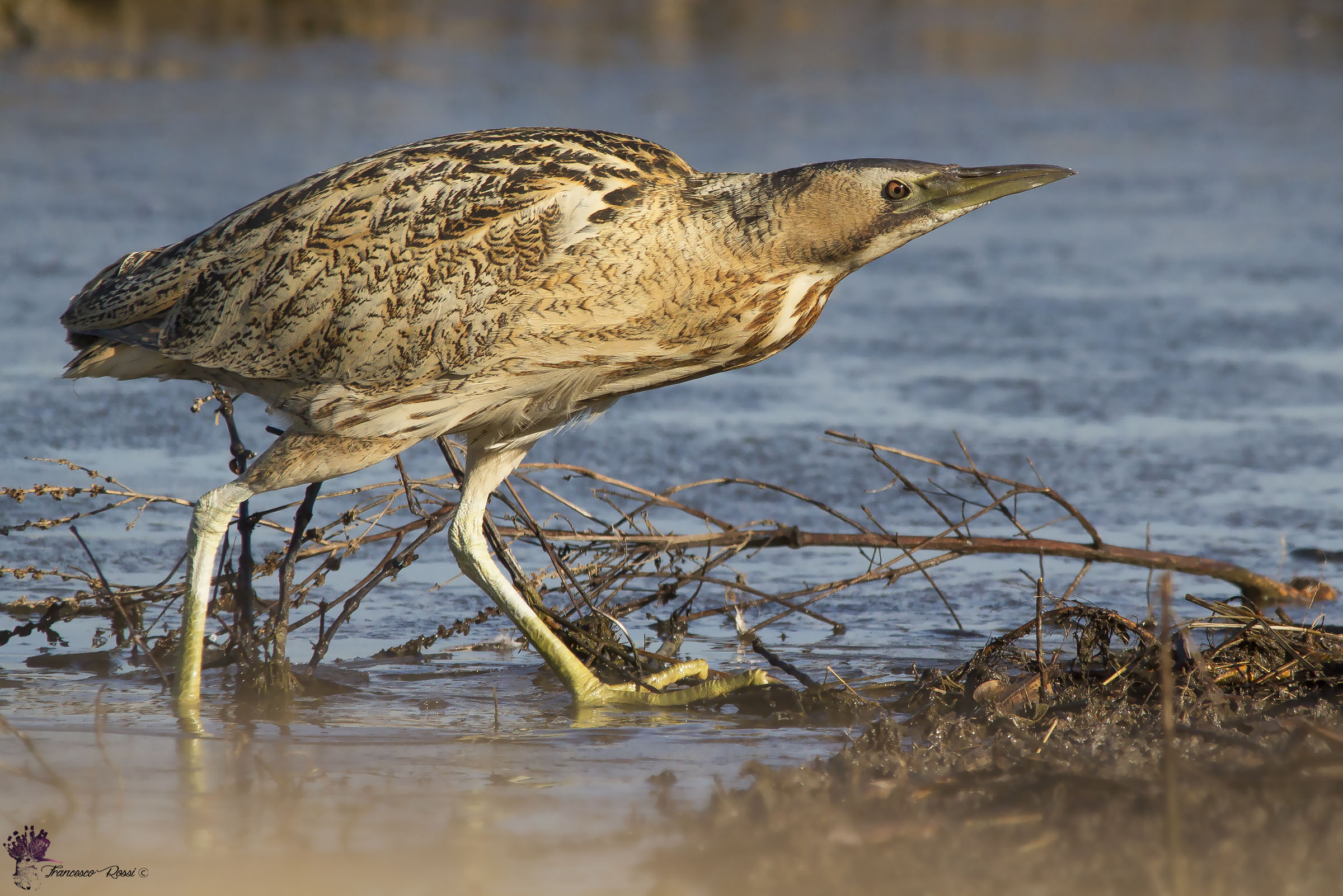 Tarabuso sul ghiaccio