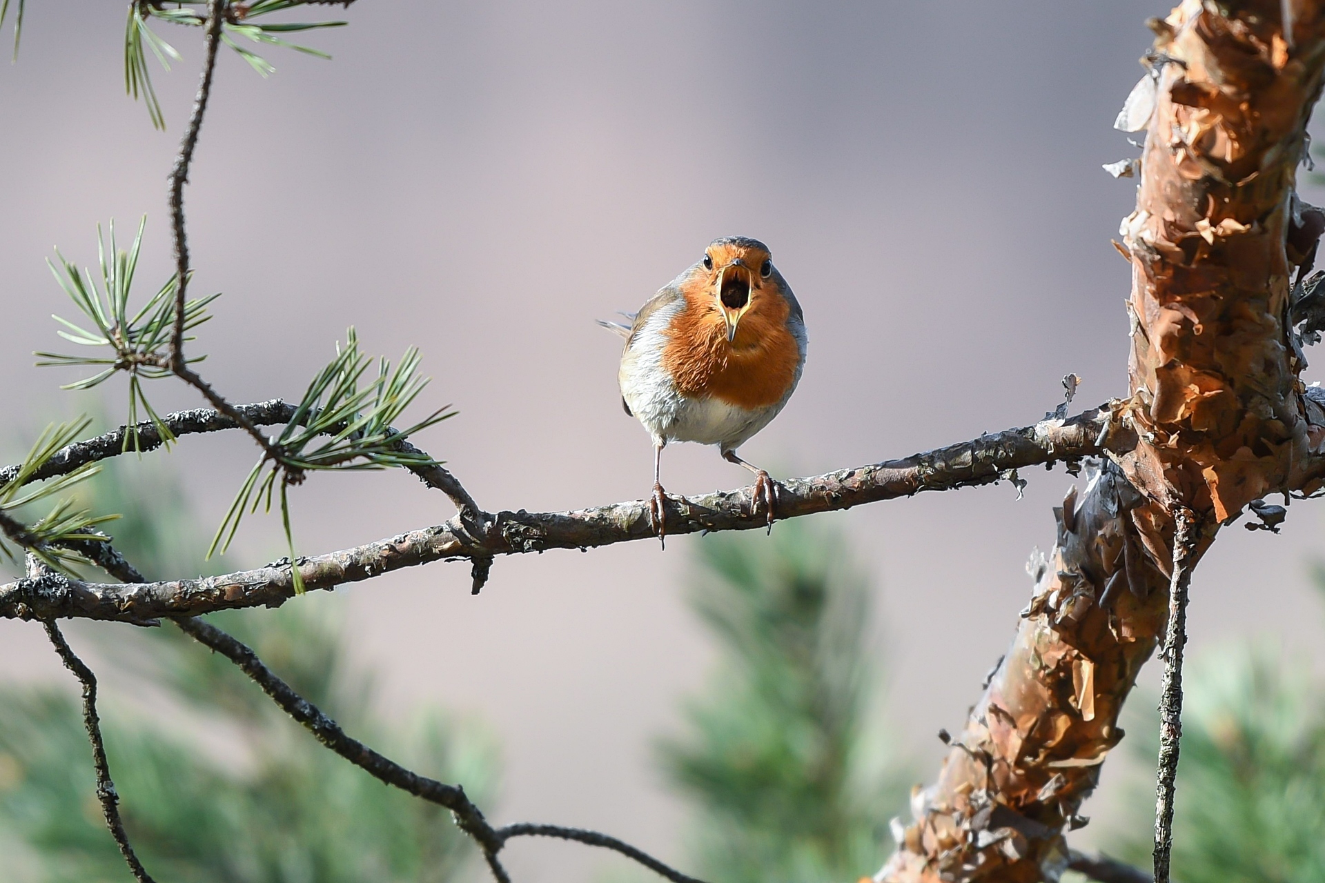 Pettirosso (Erithacus rubecula)