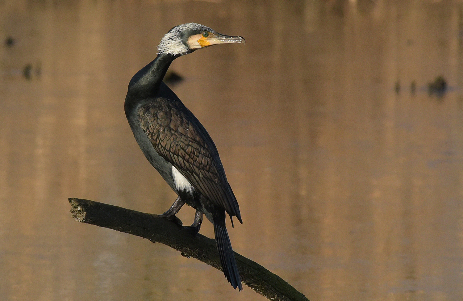 with the formal dress