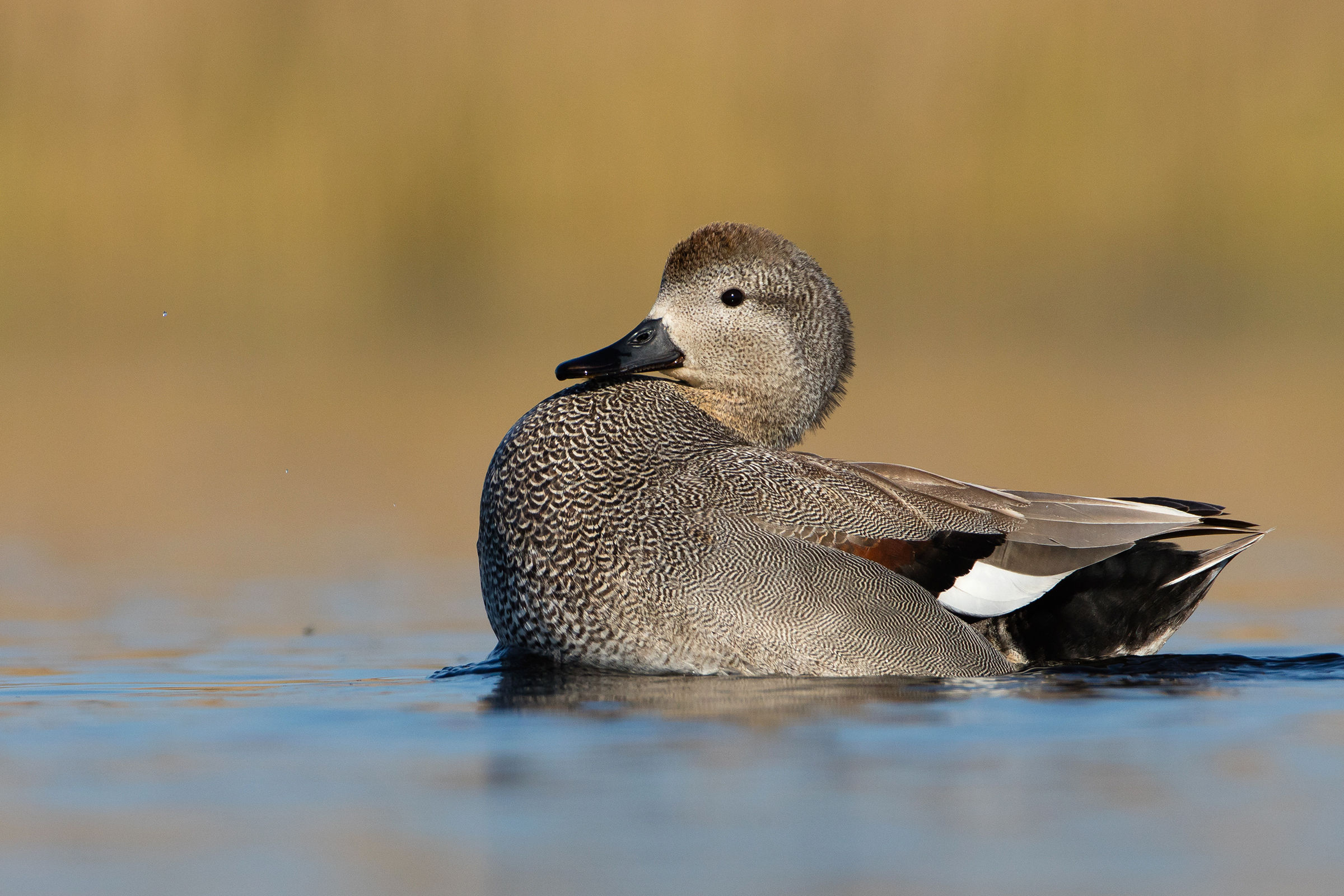 Gadwall (Anas strepera)