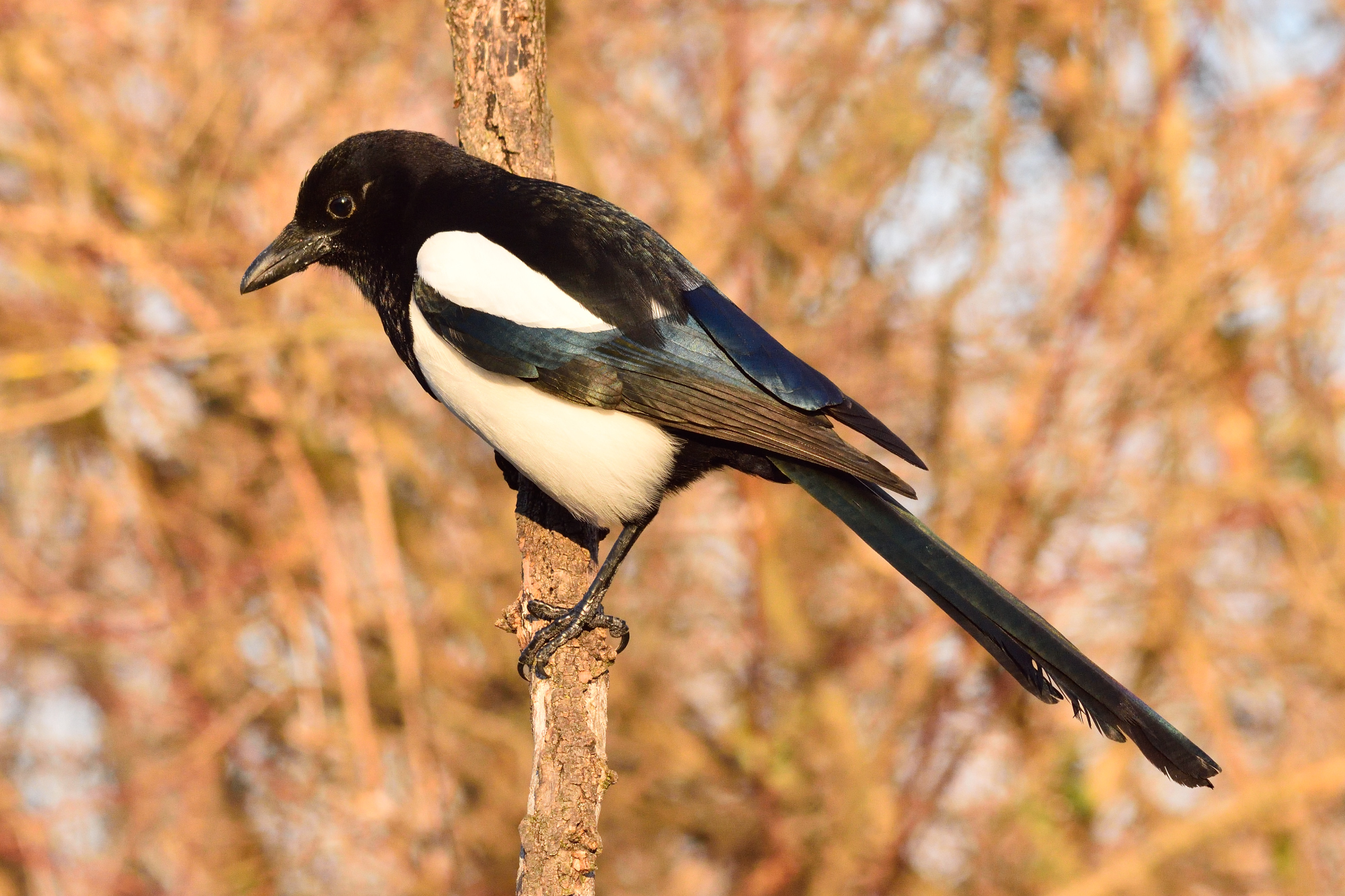 Magpie
