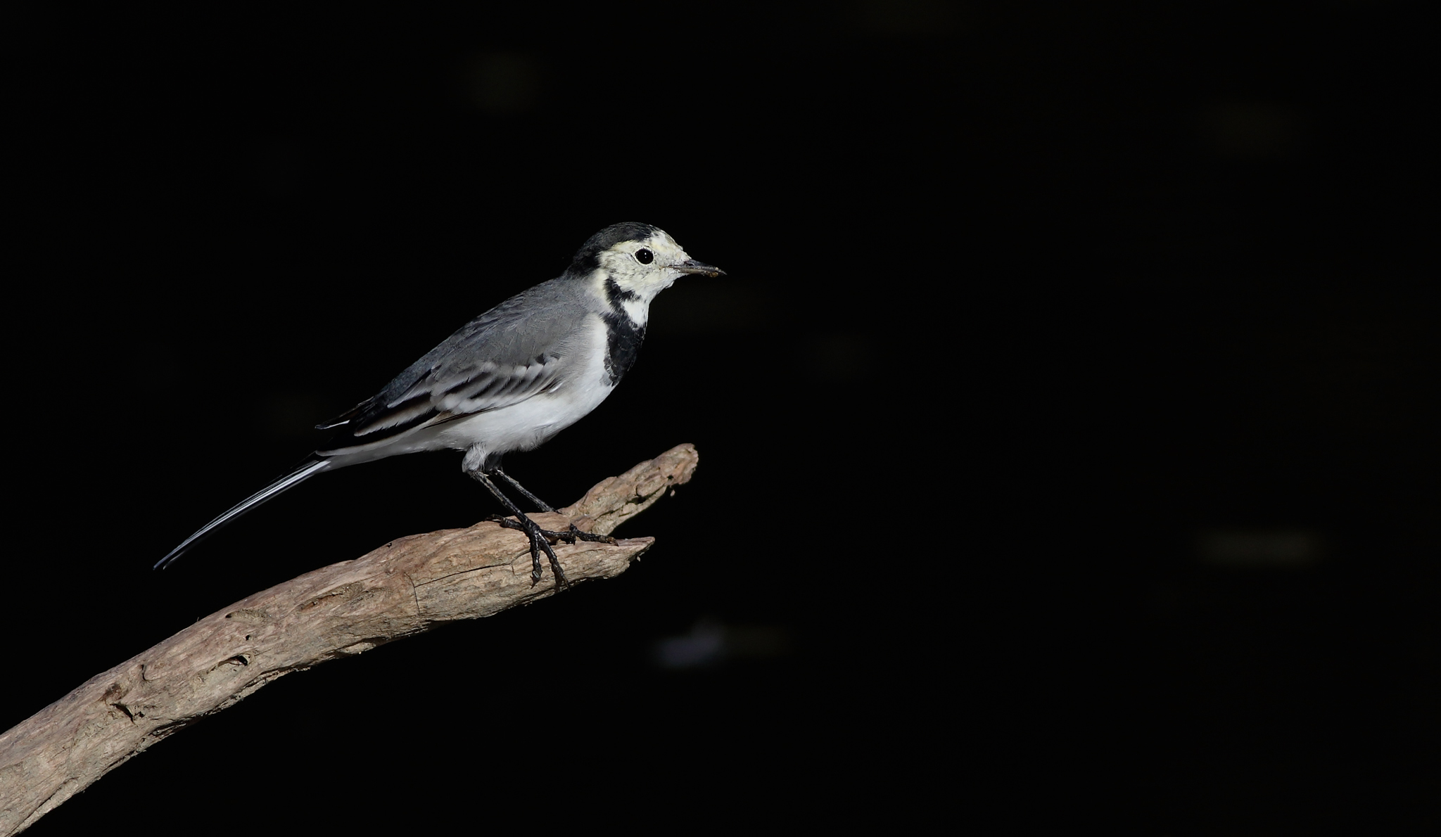 White on black ( ballerina bianca )