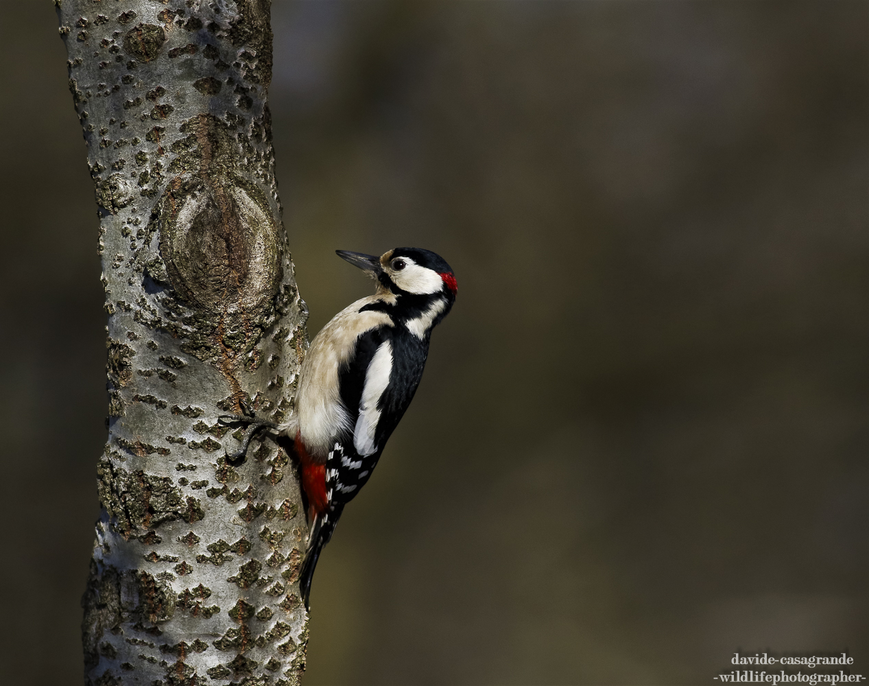 Picchio Rosso Maggiore
