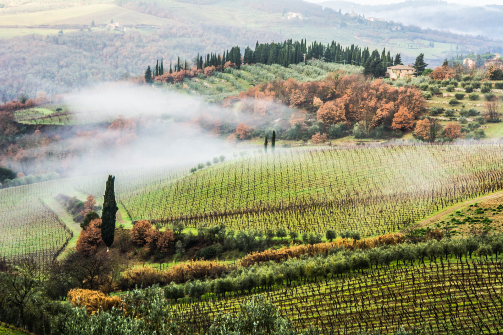 Fog and vineyards