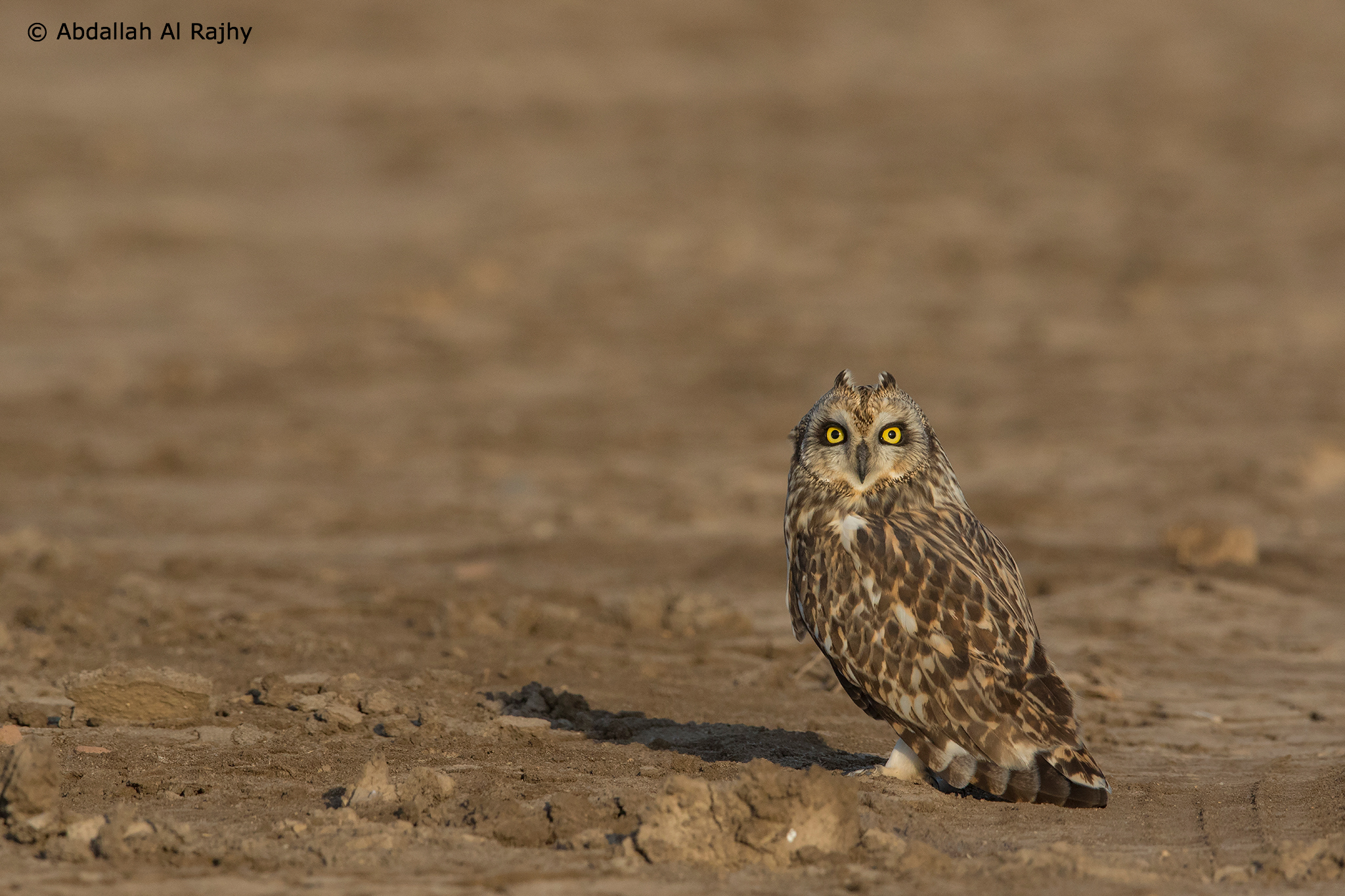 Short eared owl