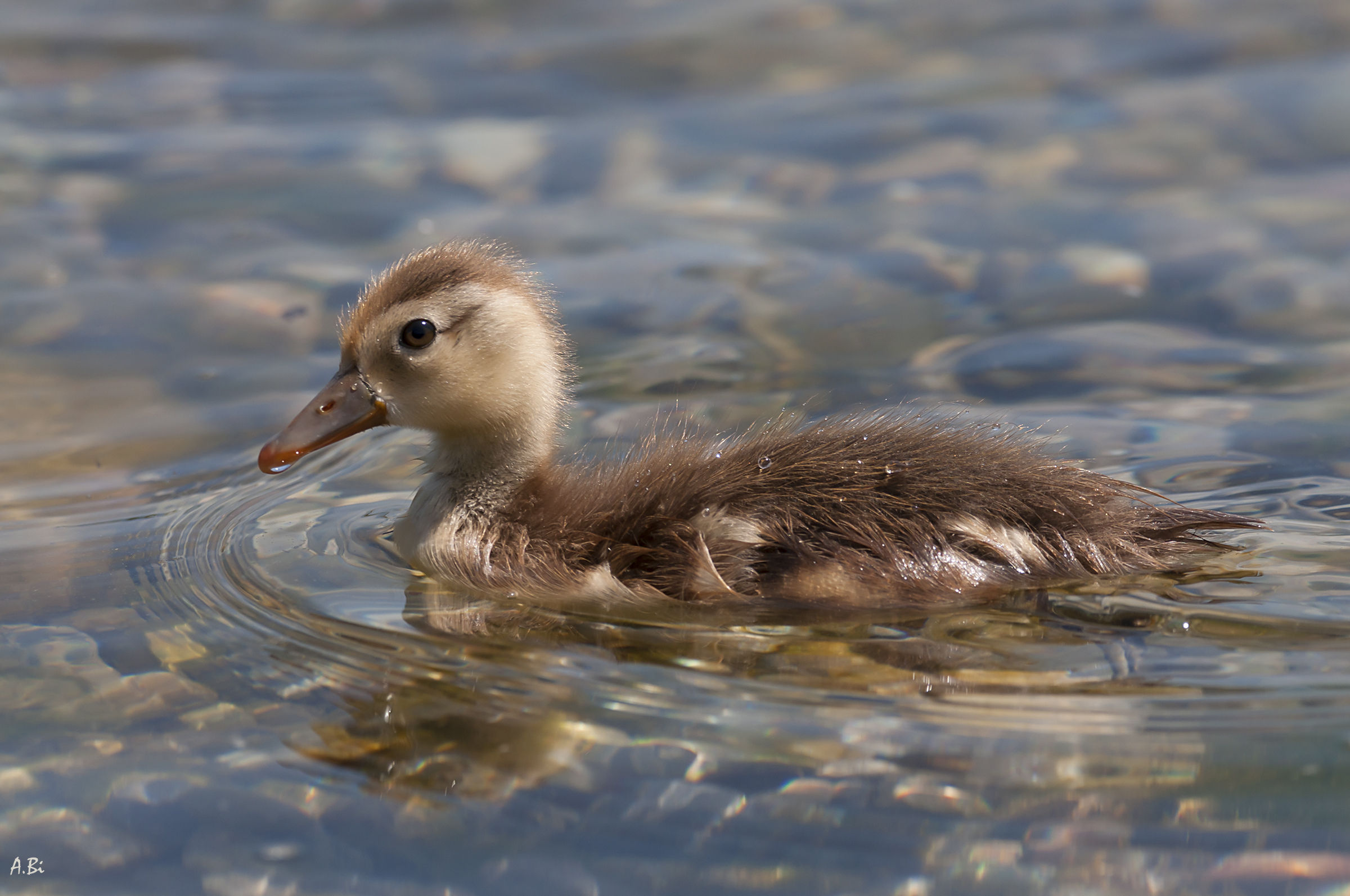 Young turkish pochard
