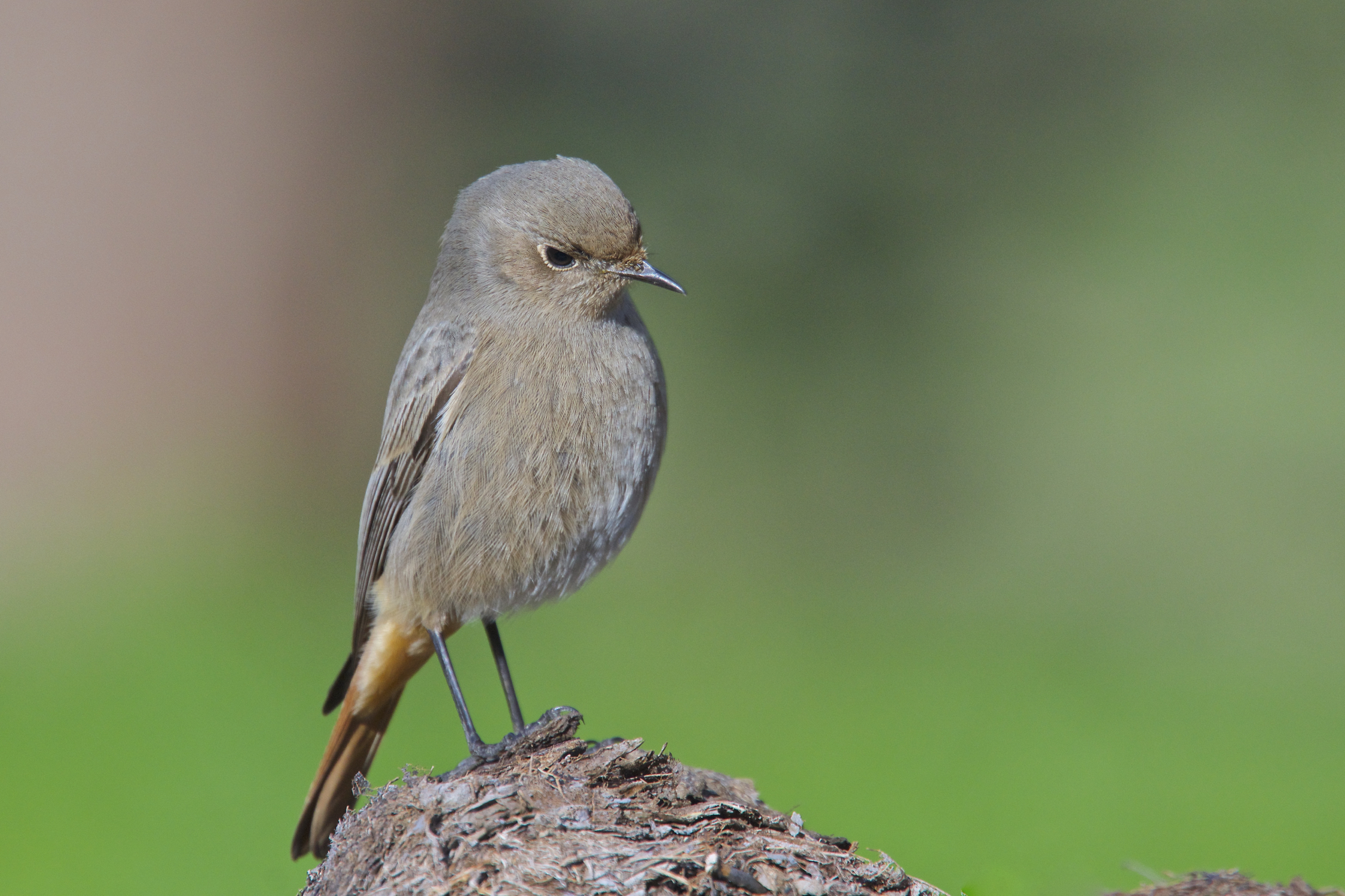 Spazzacamino perplesso