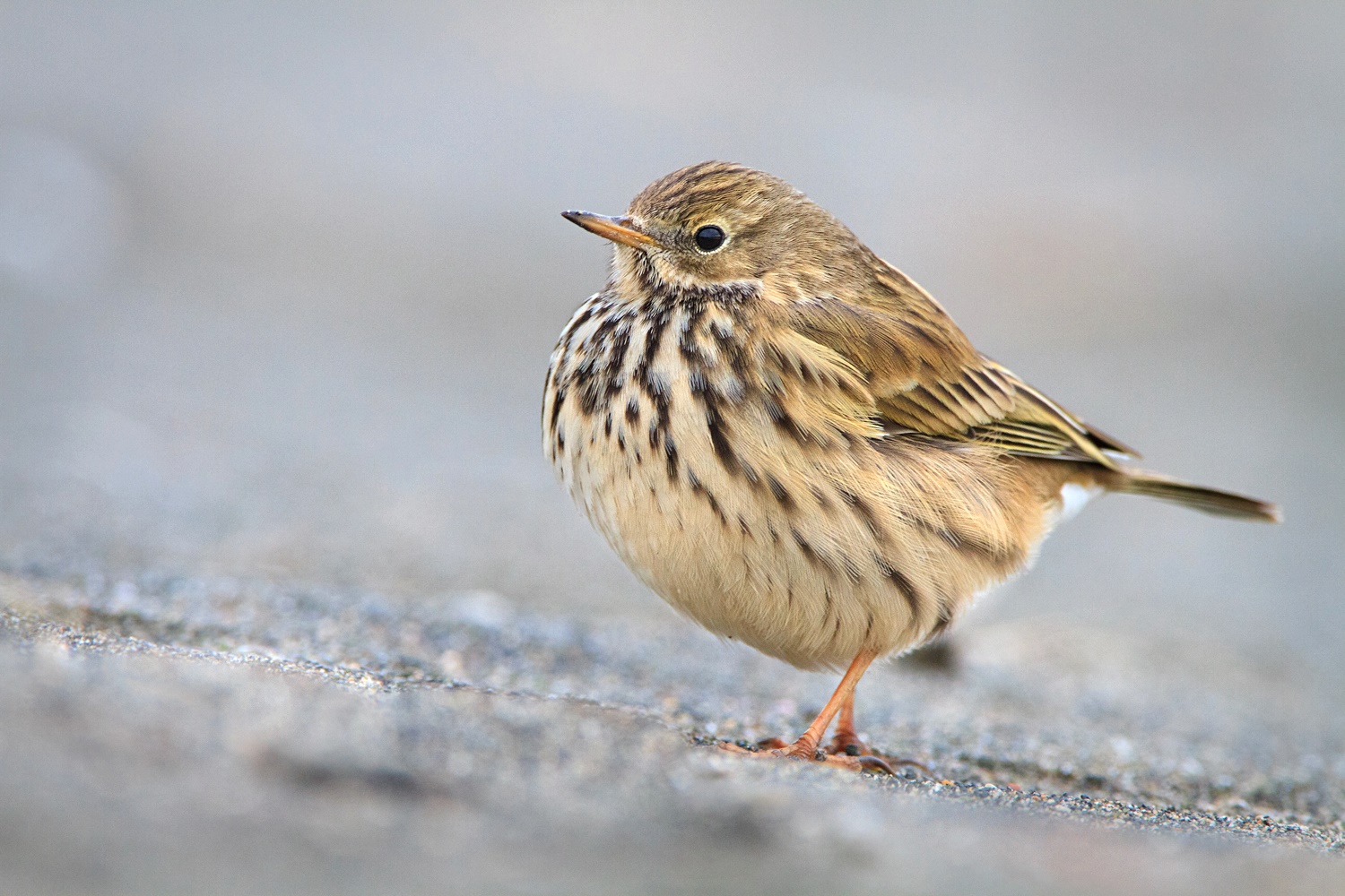 Pipit