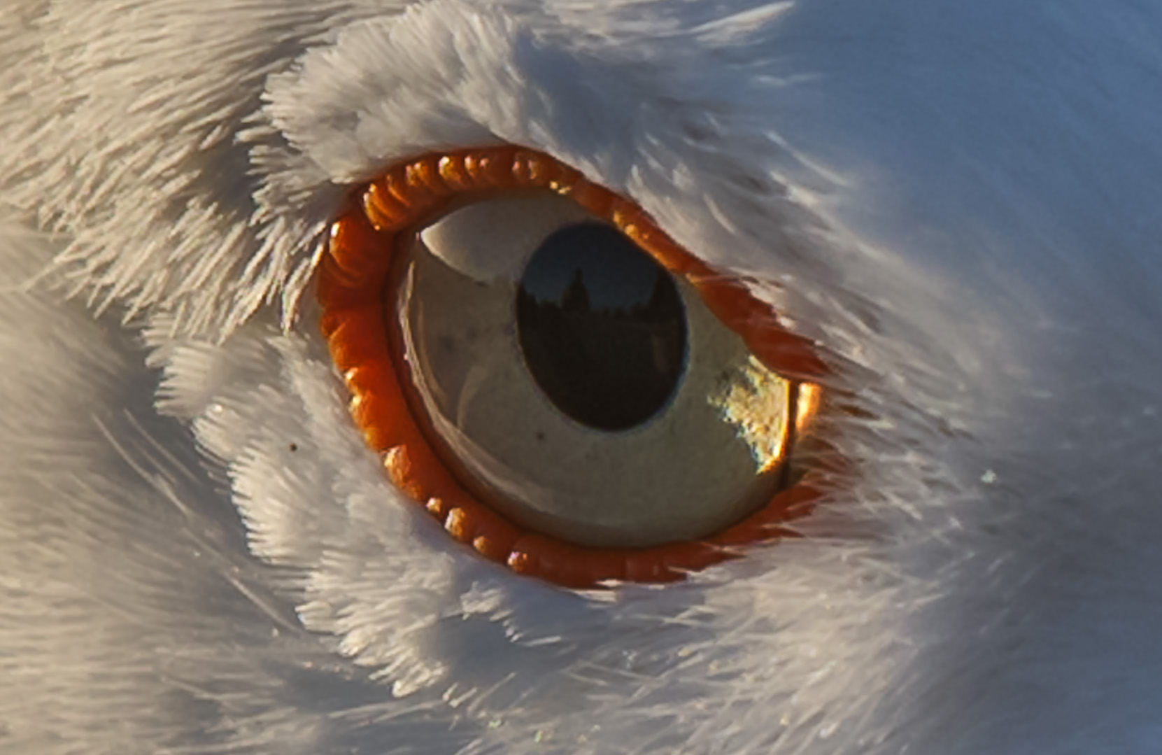 The attentive look of the seagull