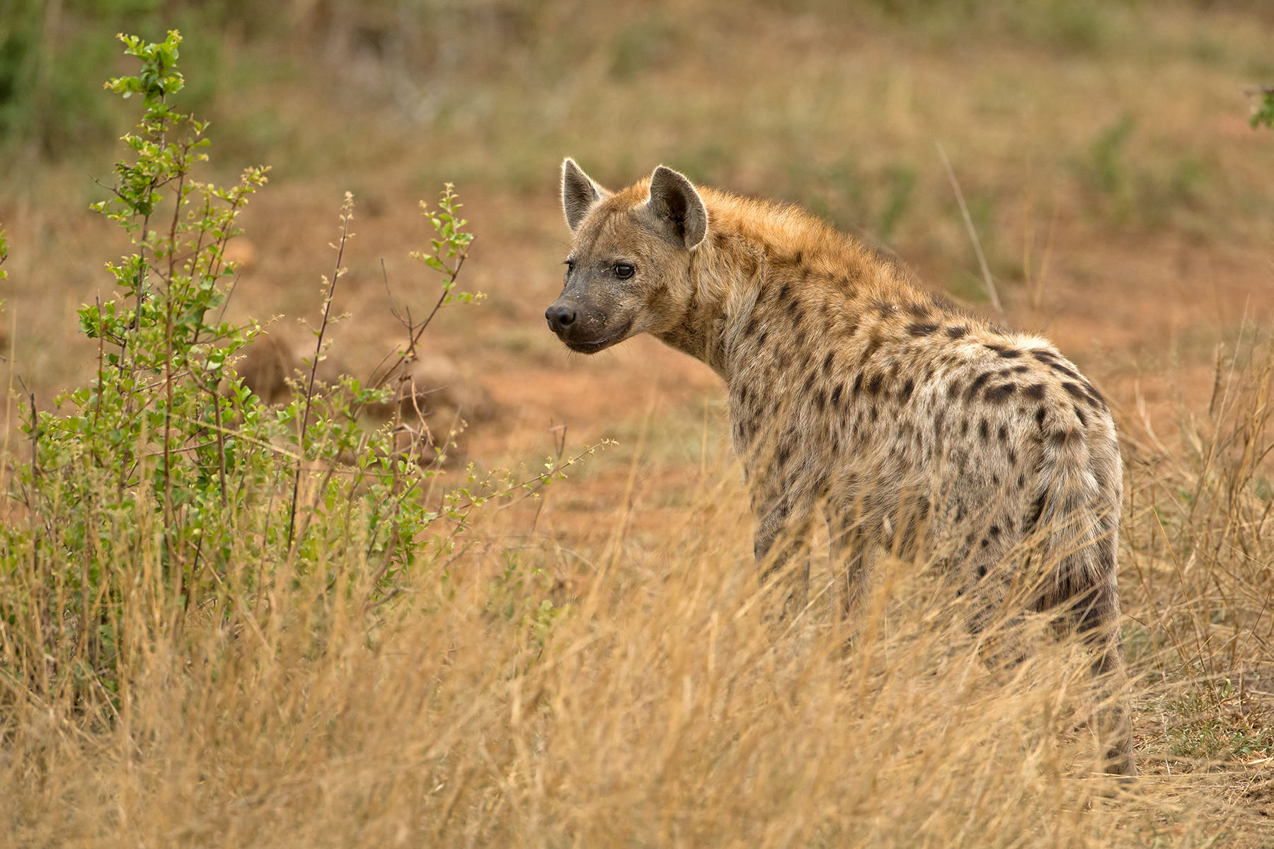 Crocuta crocuta (Iena maculata)