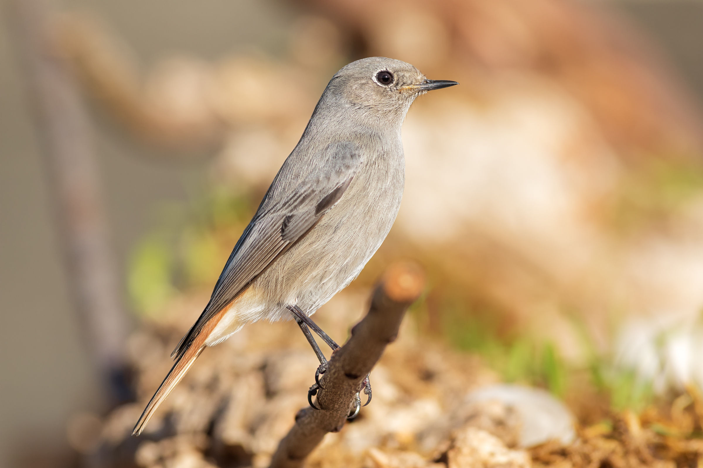 headed female chimney sweep