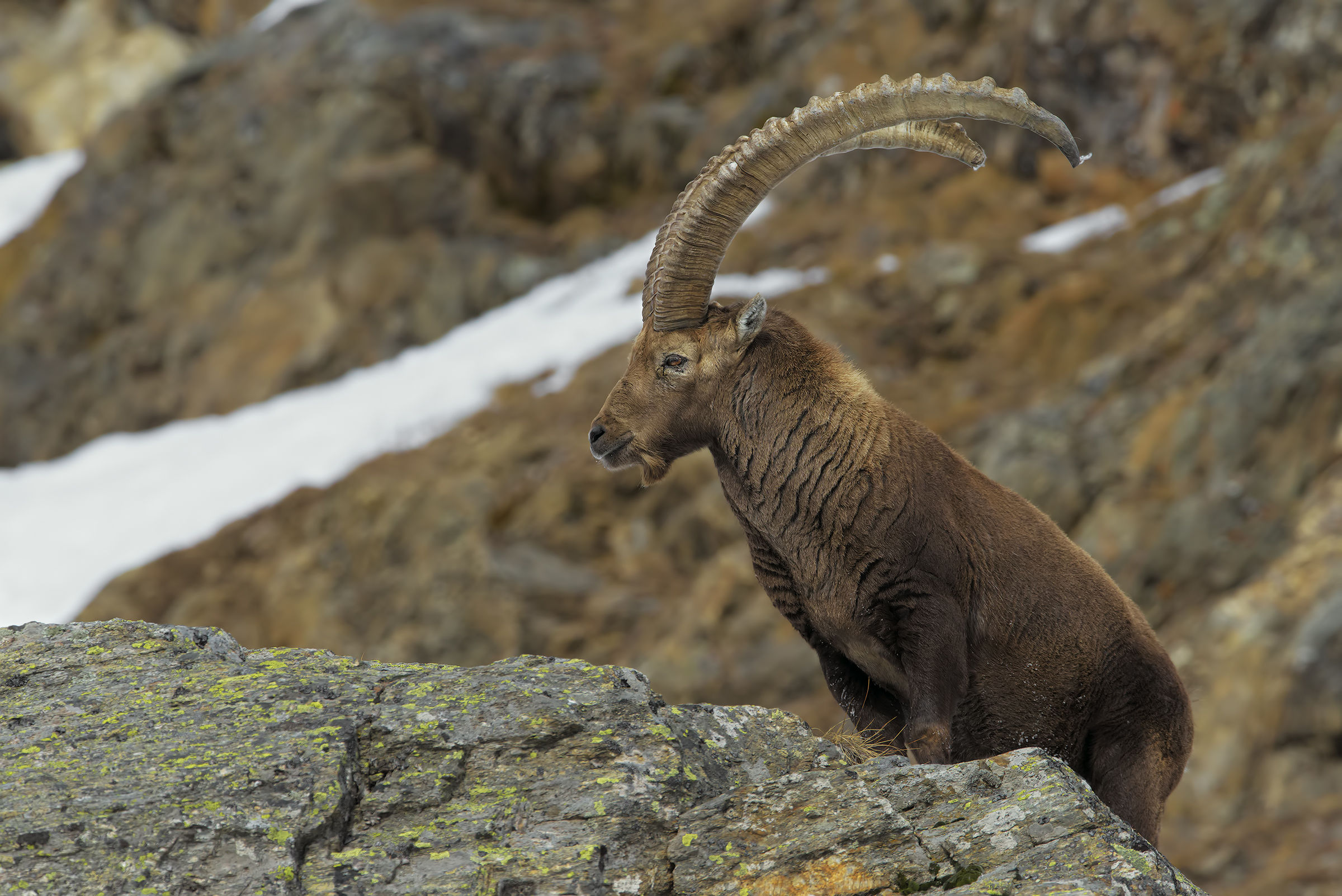 Il Re e la sua corona