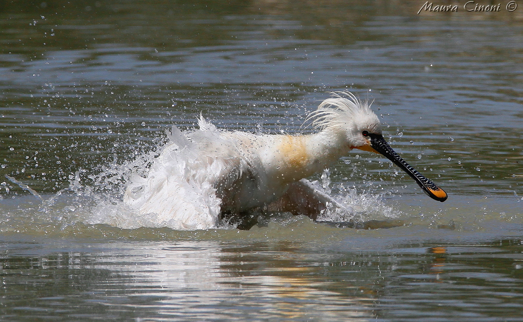 Spatula: The Bathroom