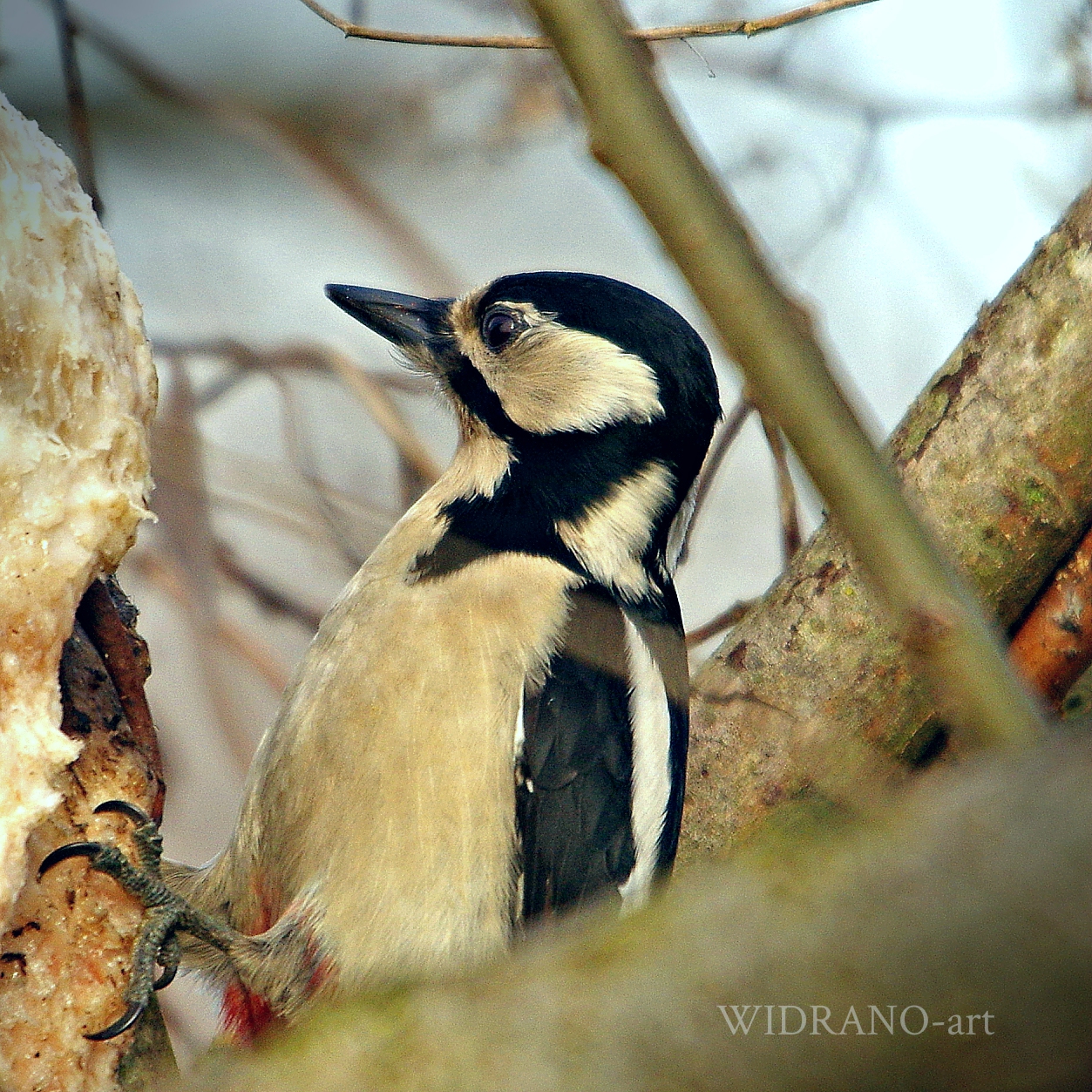 Veliki djetli? (Dendrocopos major) 20/01/2018 croazia