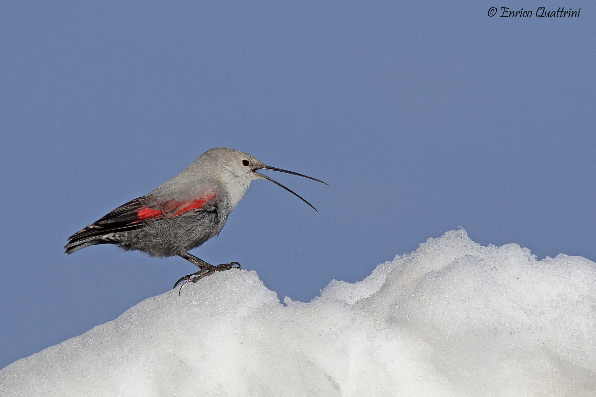 Wallcreeper