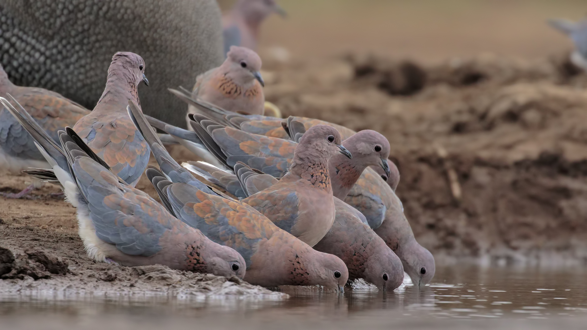 Le tortore del Botswana