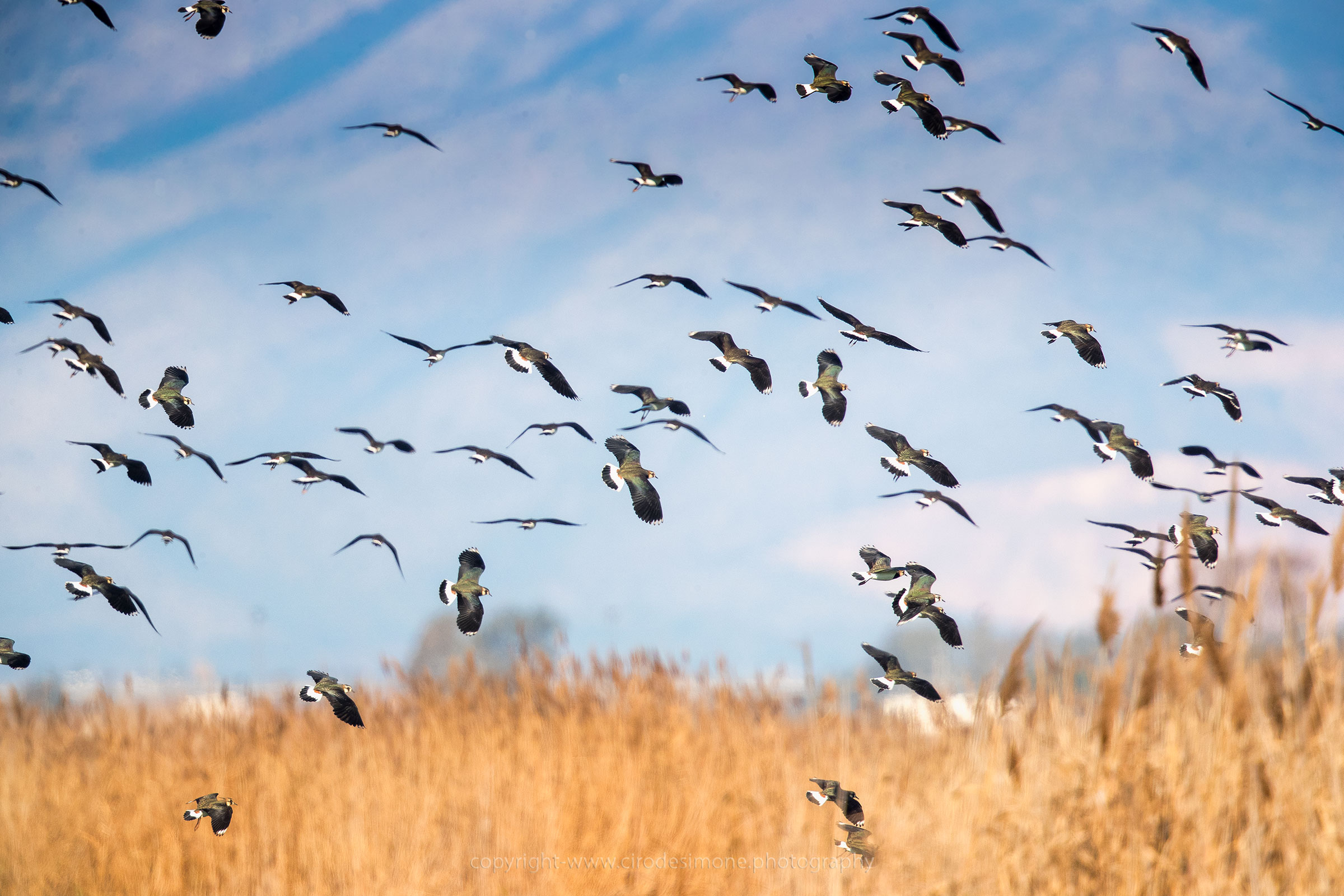 Lapwings