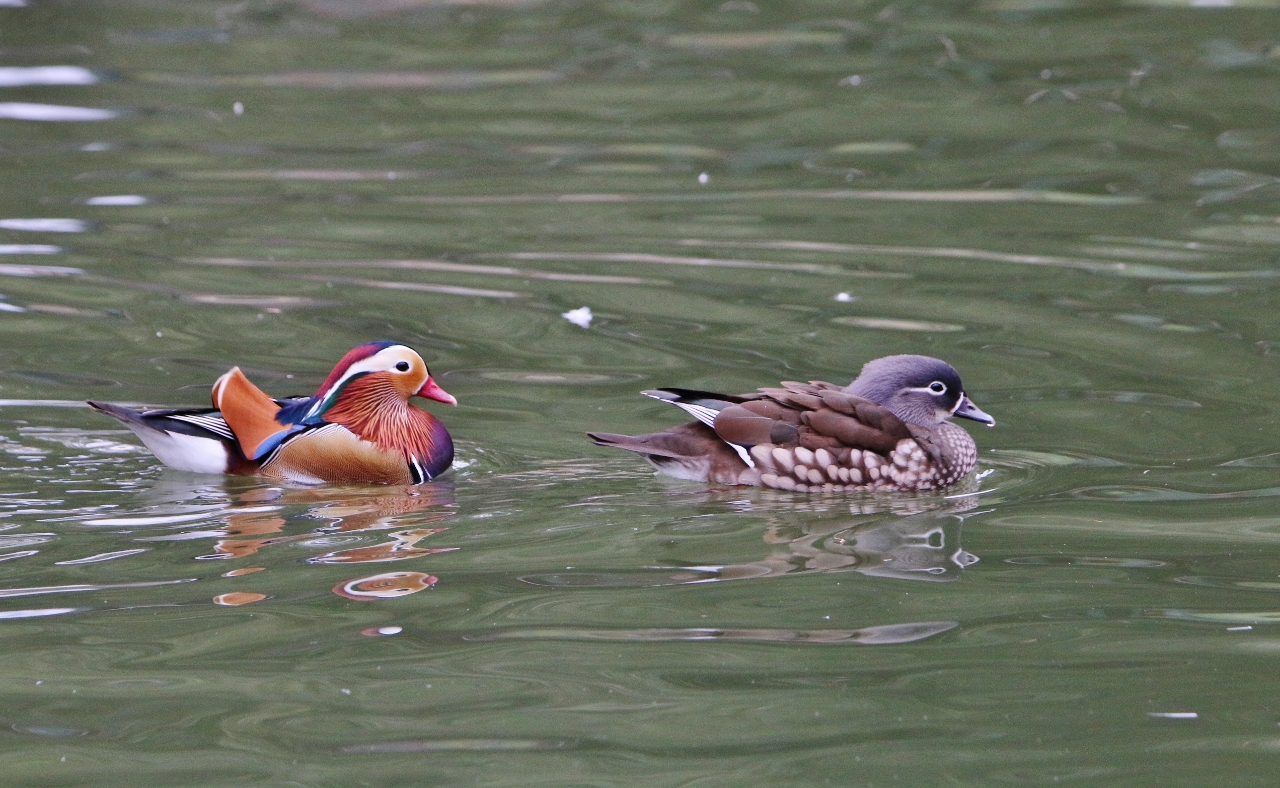 mandarin duck couple