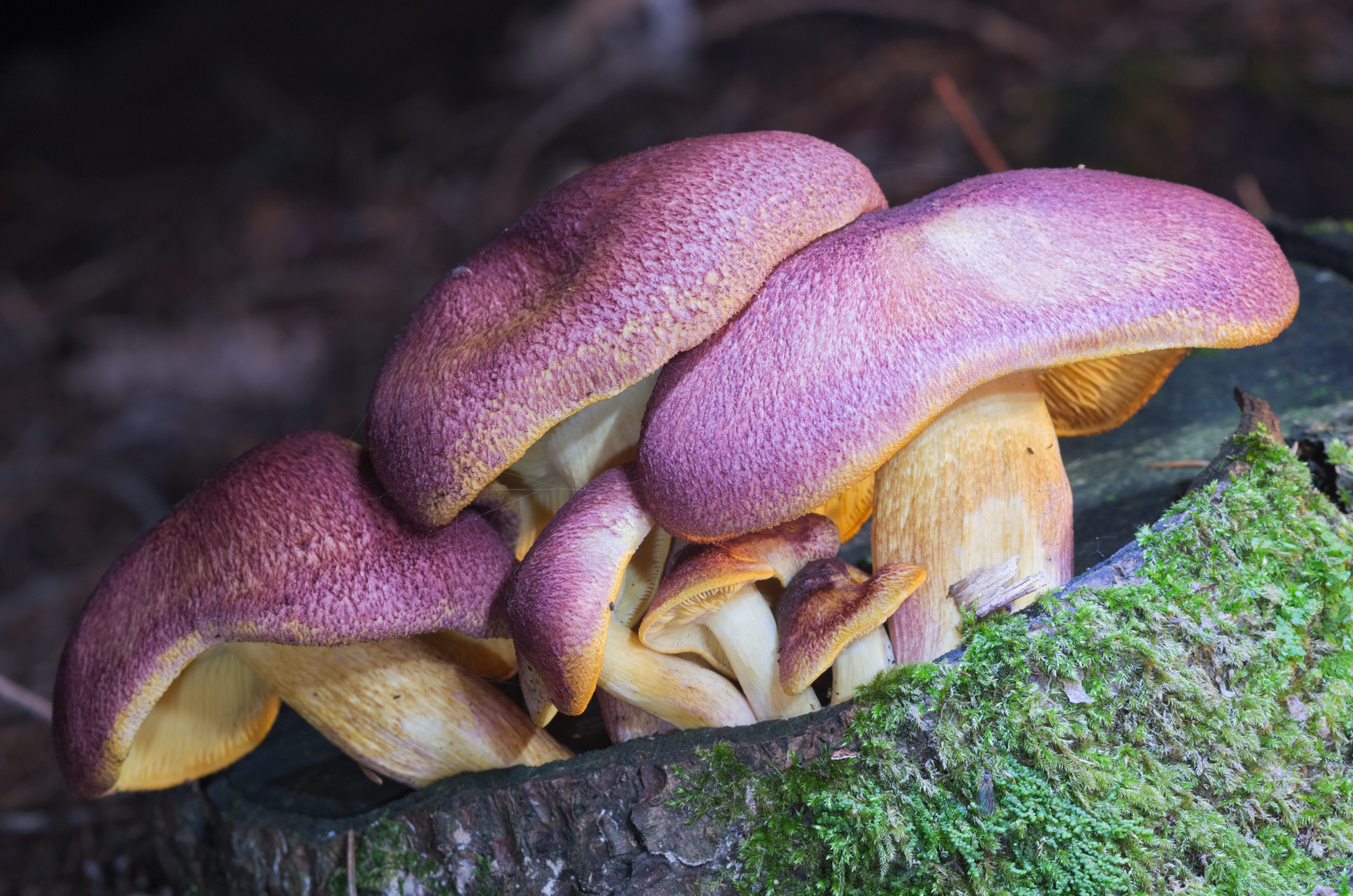 Tricholomopsis rutilans
