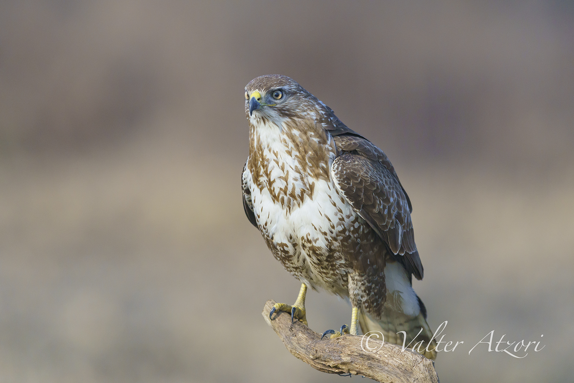Buzzard
