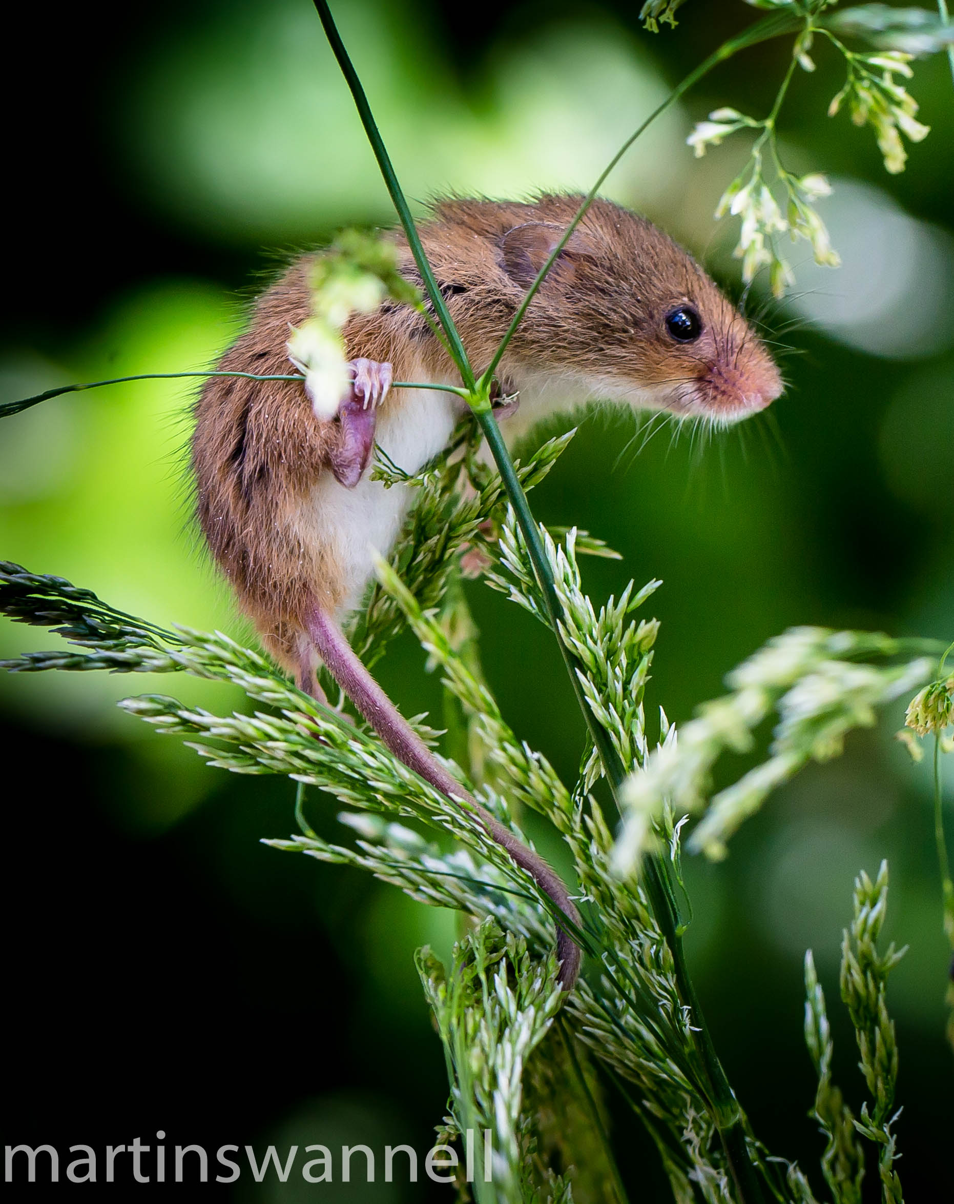 Harvest Mouse