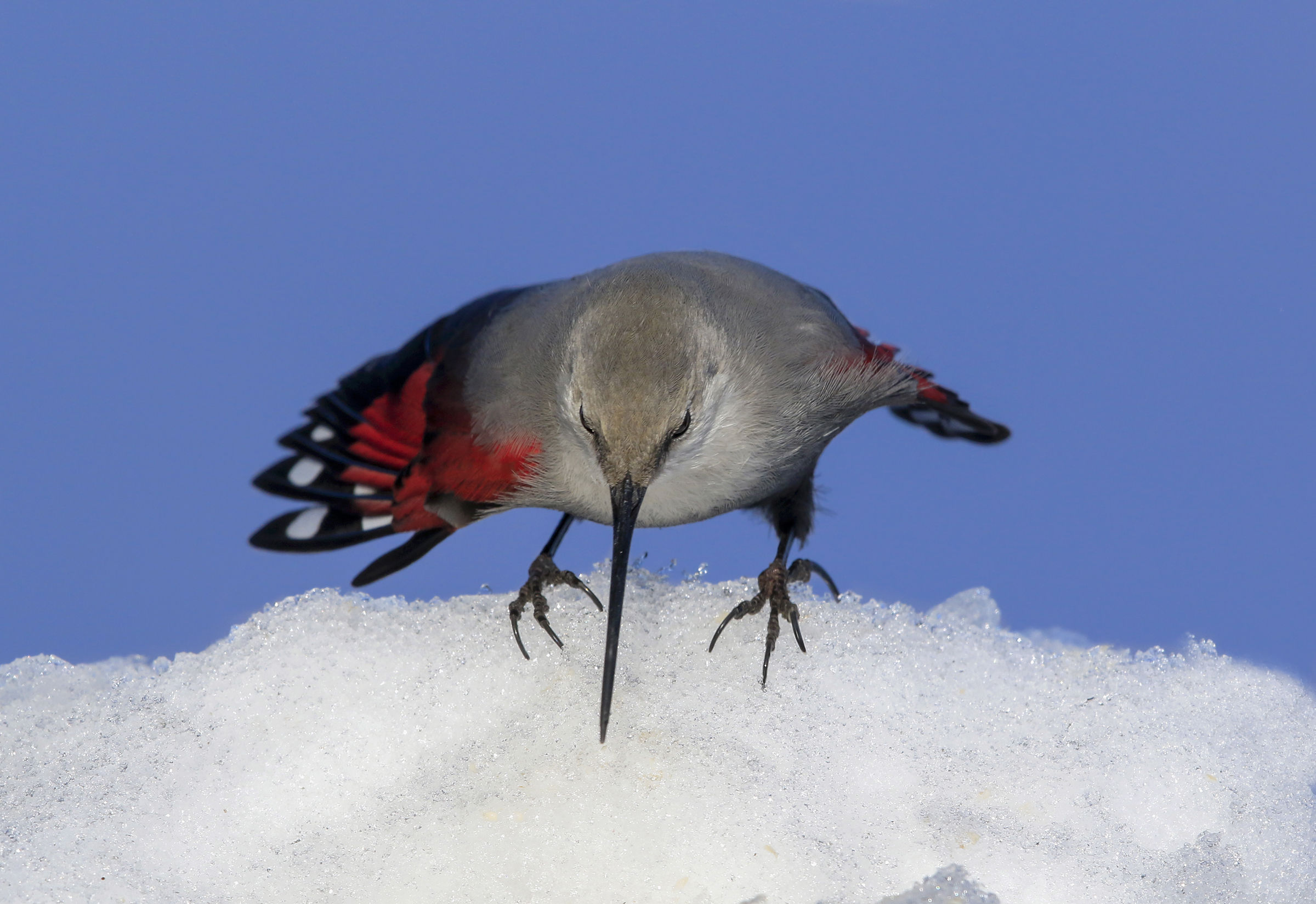 picchio muraiolo atterra sulla neve