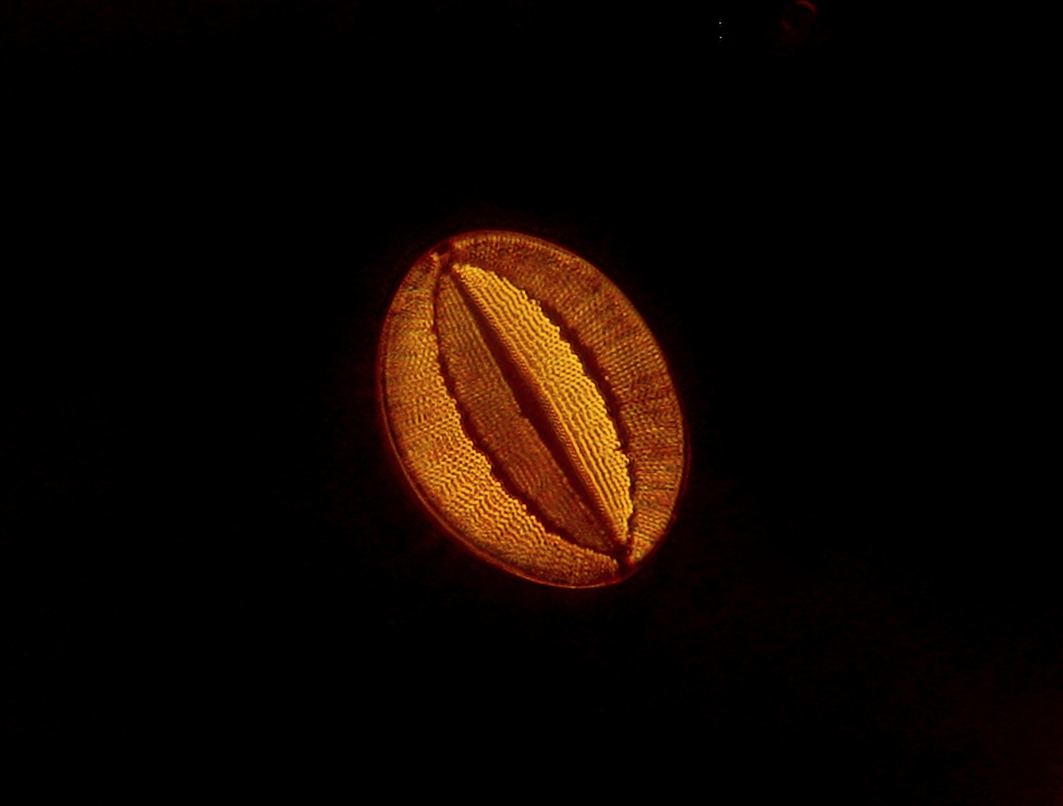 Mondi invisibili - Diatomea