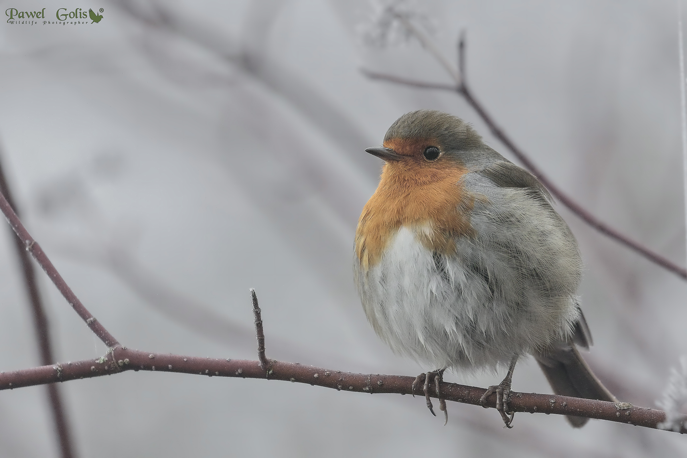 Robin in the fog