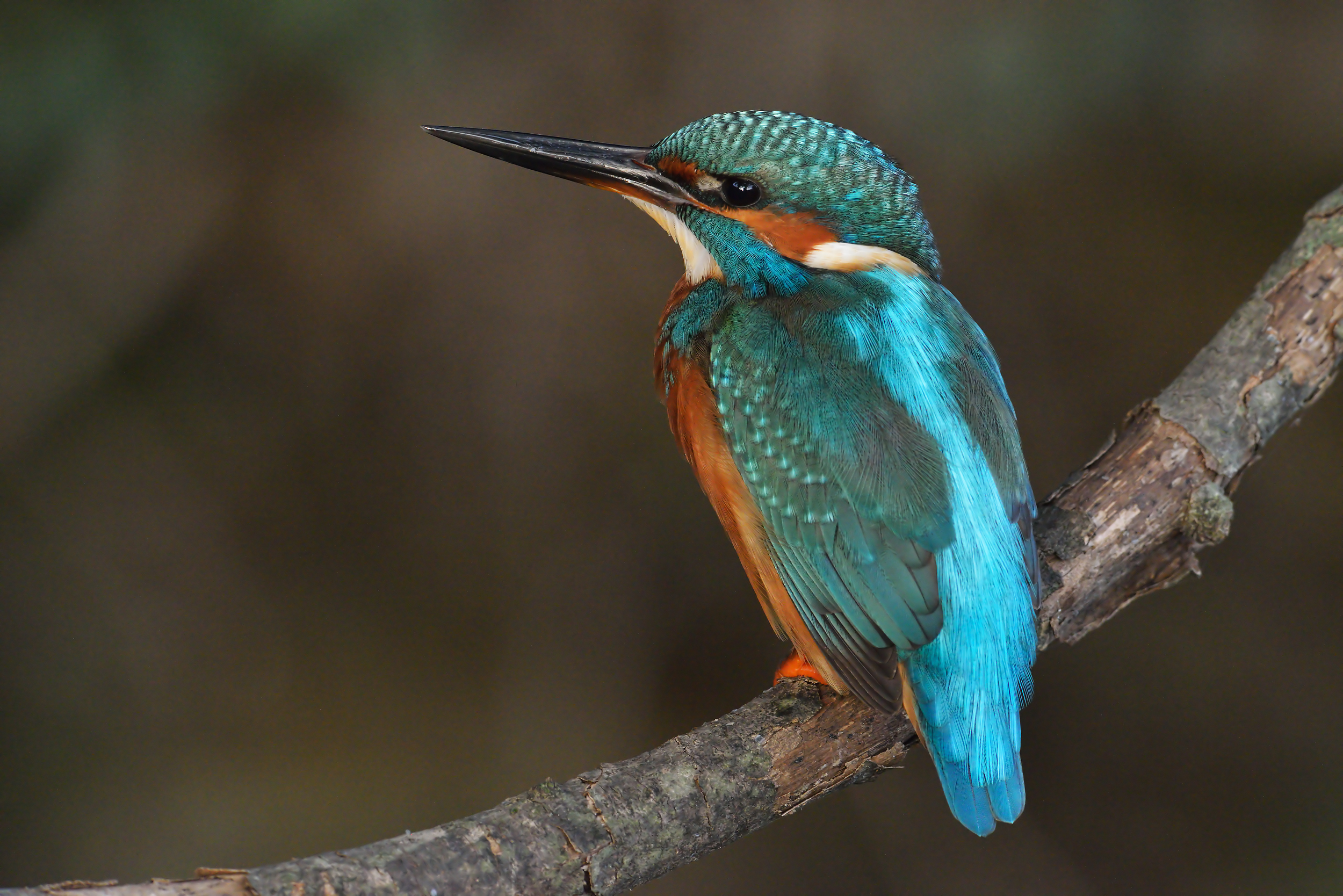 6400 ISO per il martino