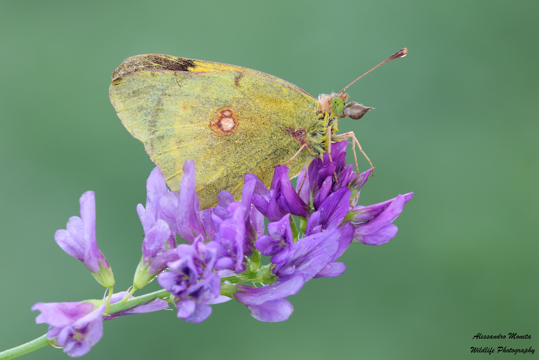 The musician of ocarina