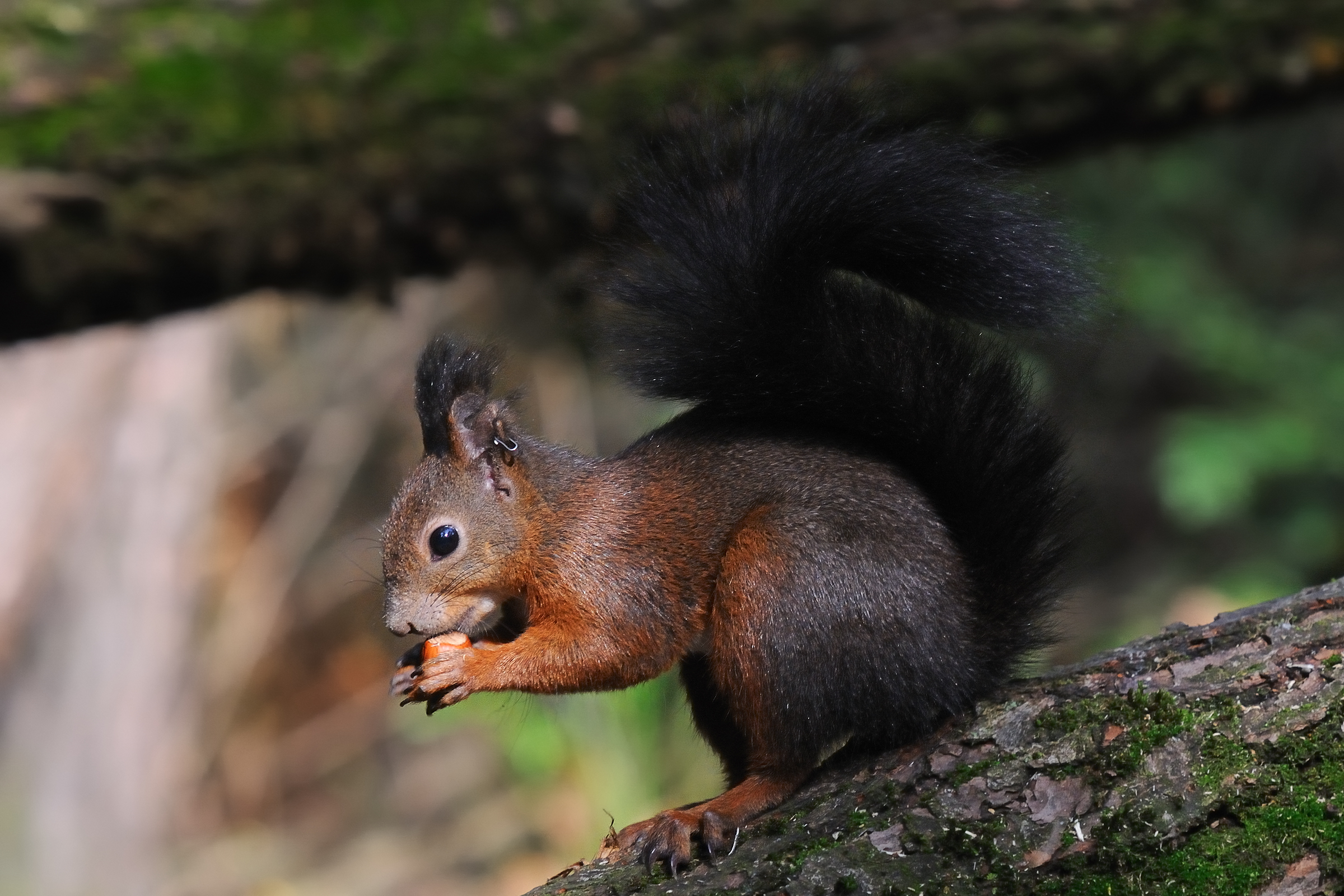 impossibile resistere