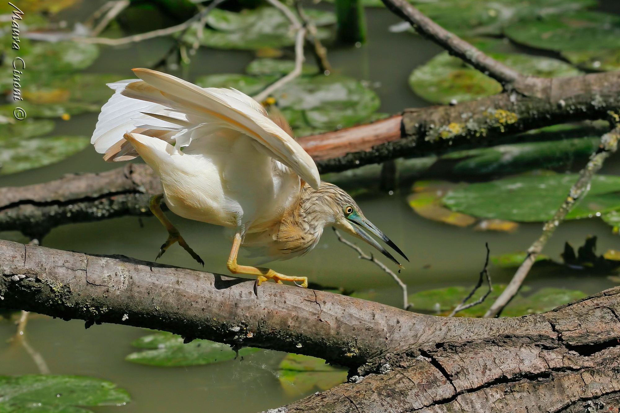 Sgarza Ciuffetto: The Hunt