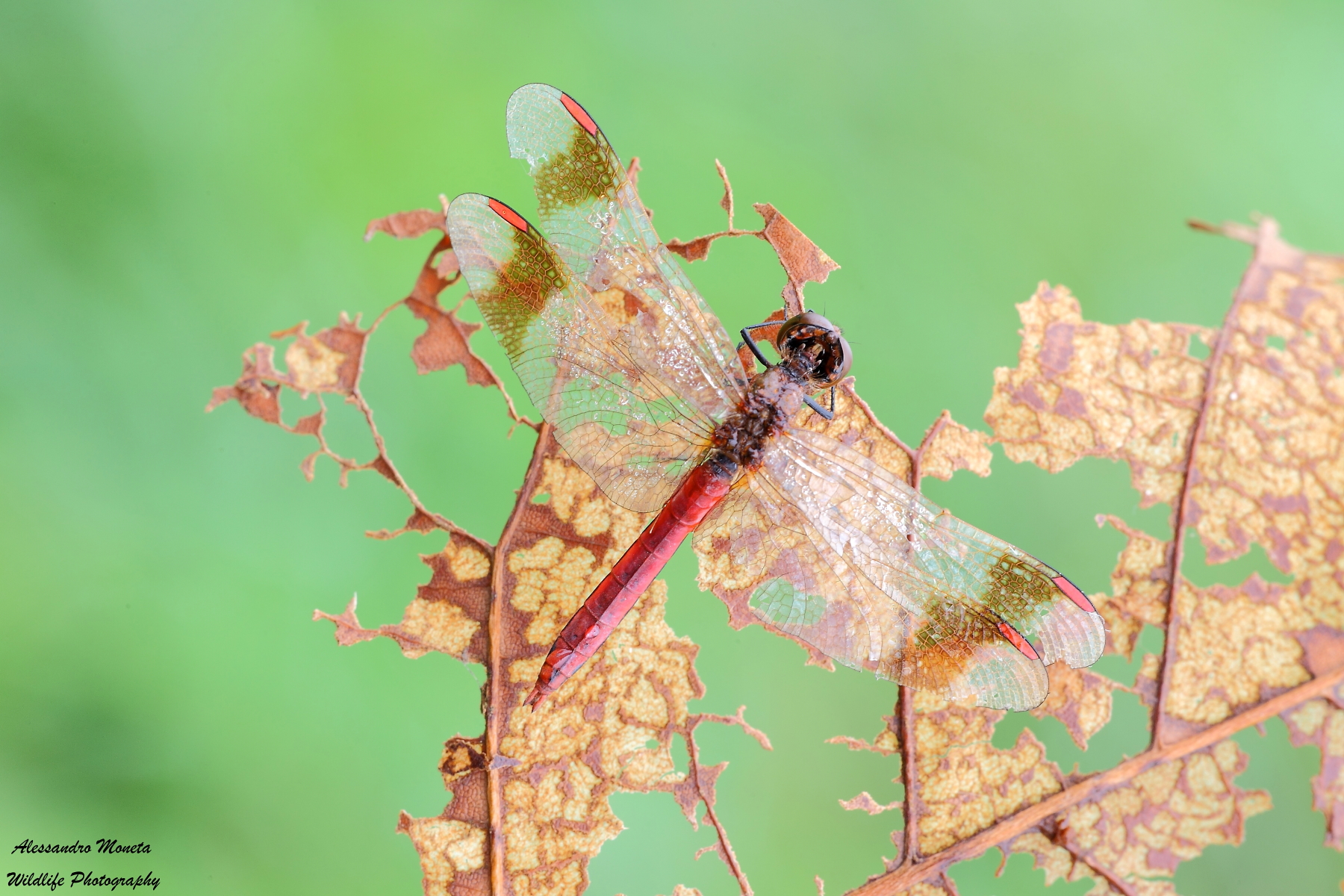 Sulla rampa di decollo