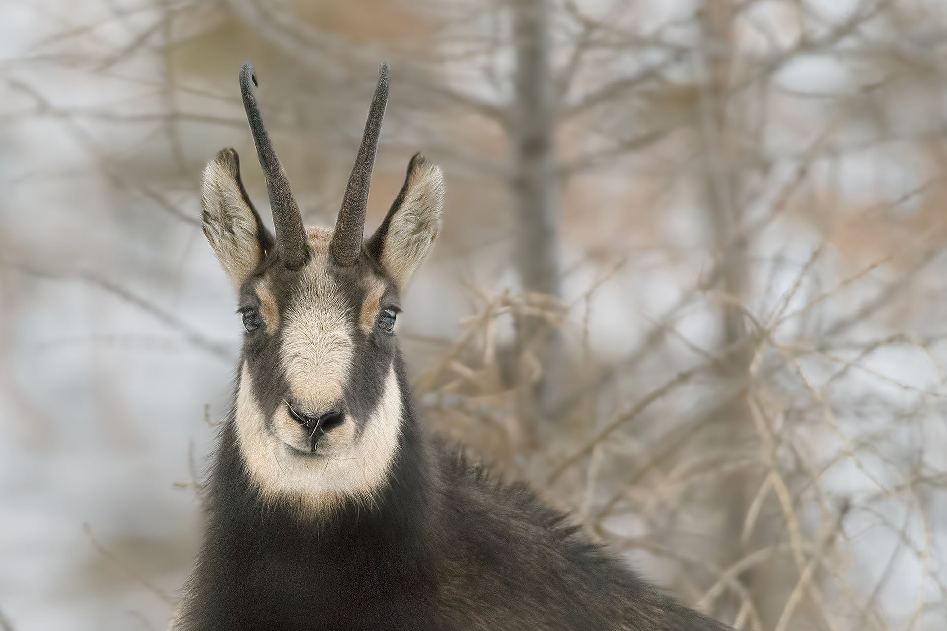 Portrait tra la nebbia