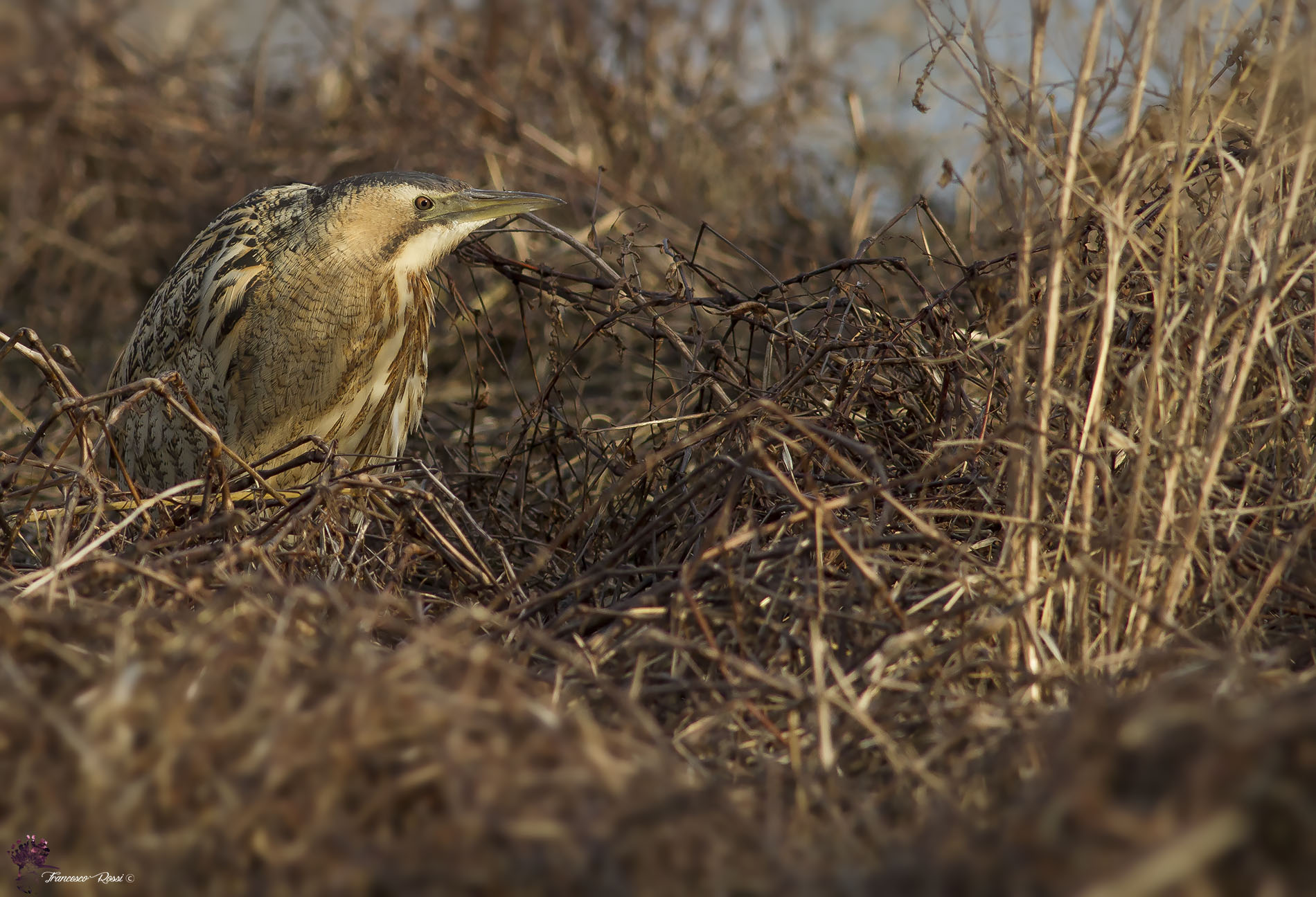 Tarabuso nel suo habitat
