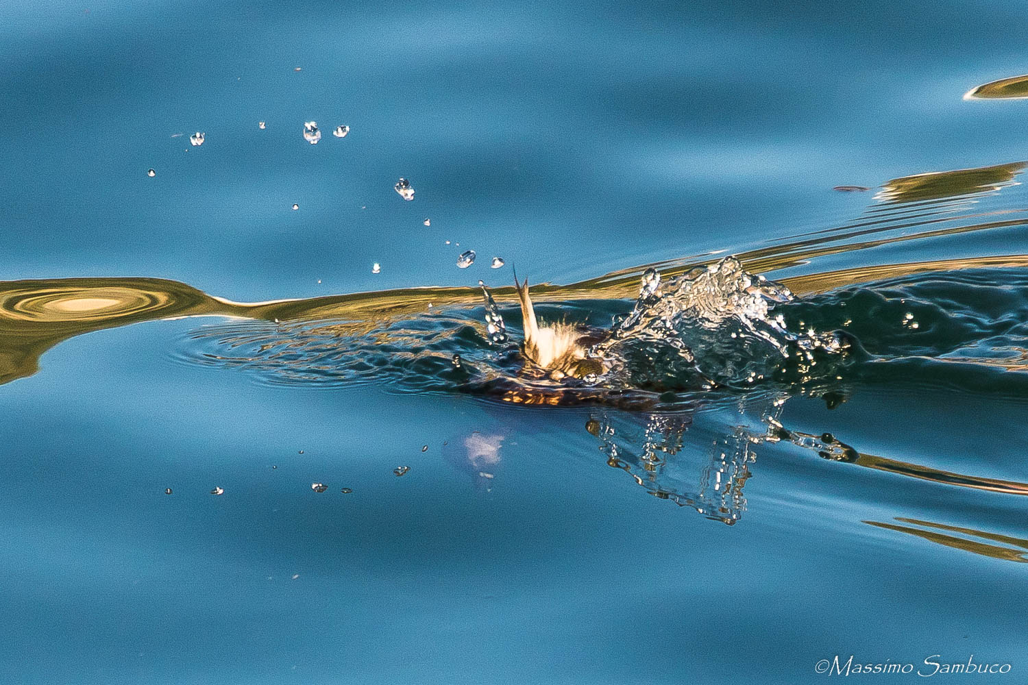 the dive ... of the Tuffetto