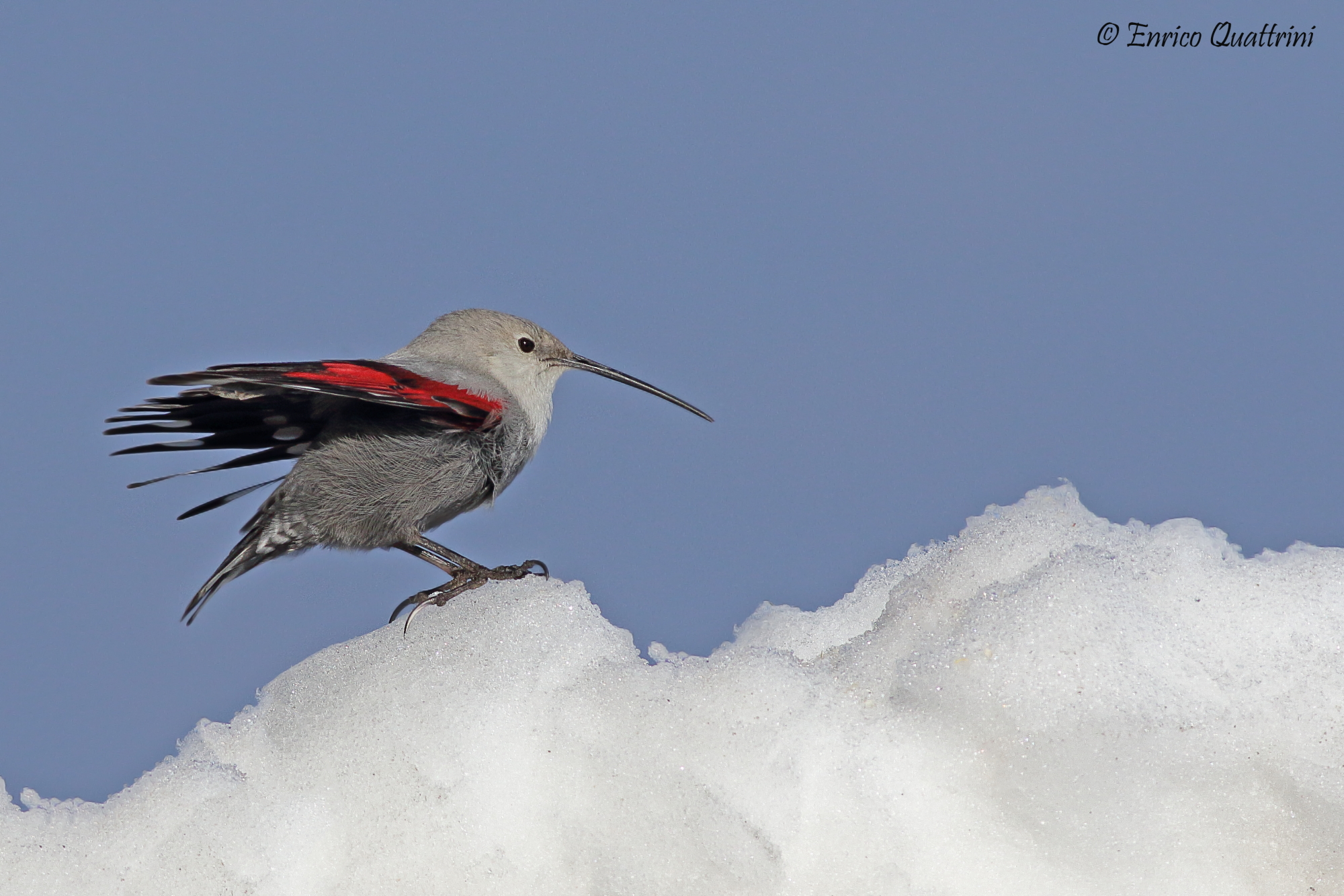 Wallcreeper