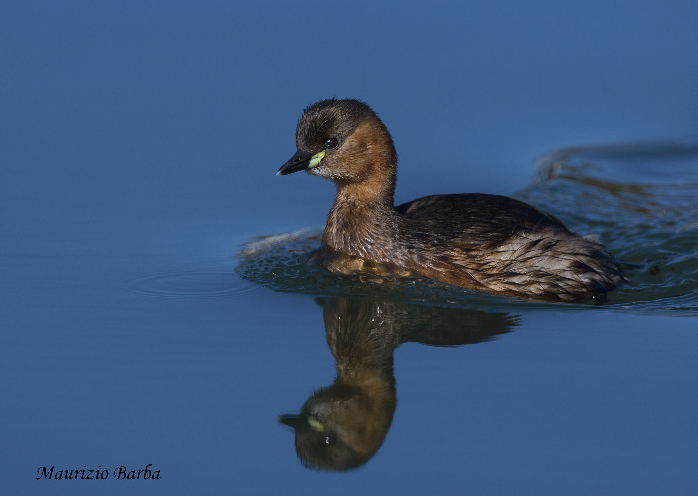 Little Grebe