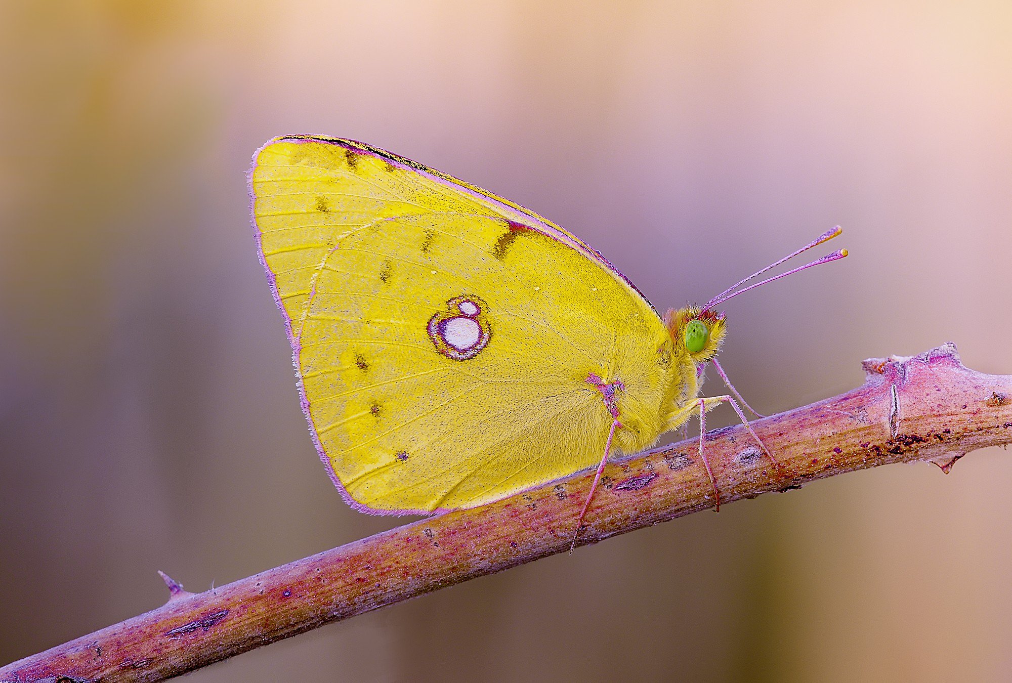 Colias.